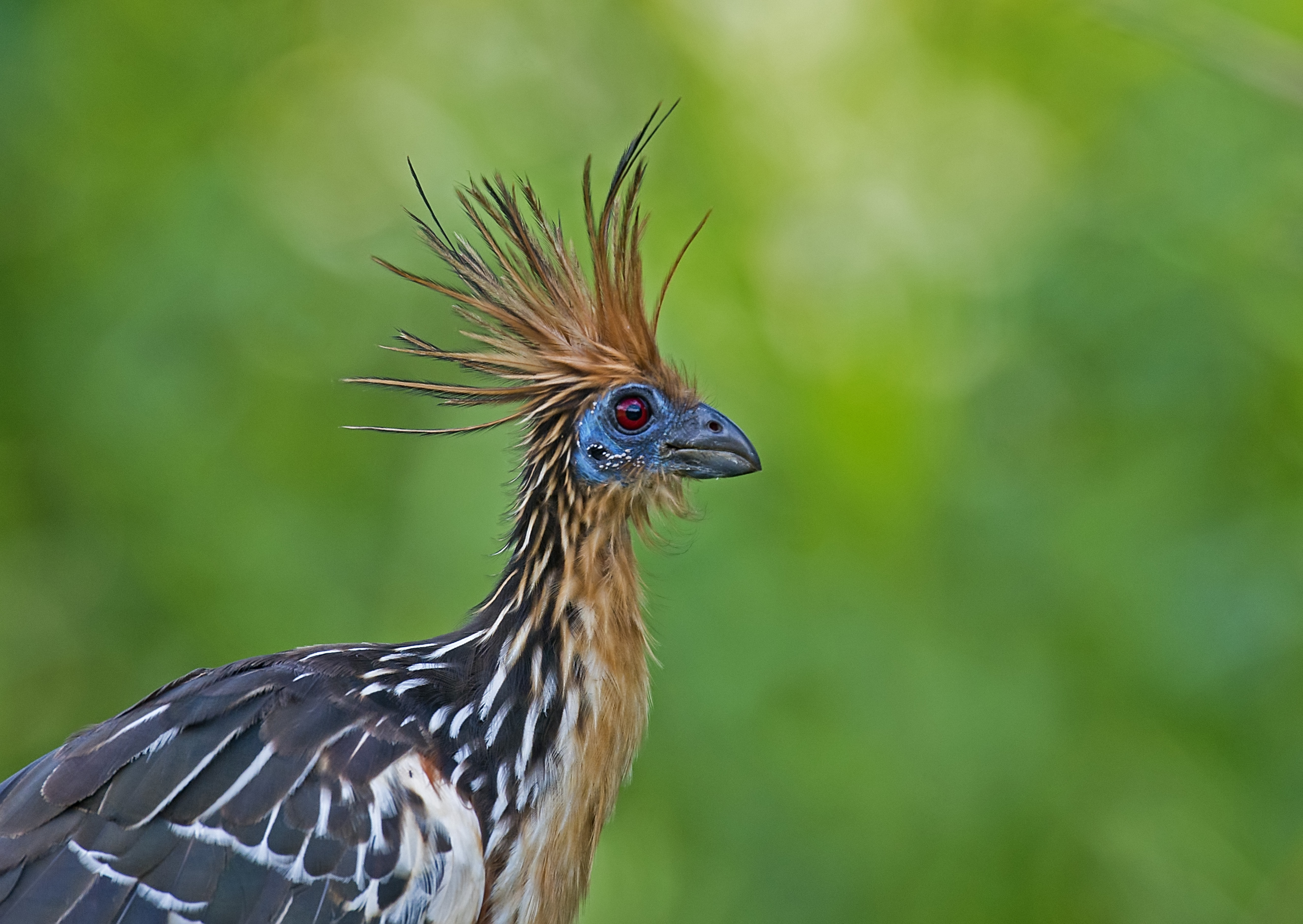 hoatzin