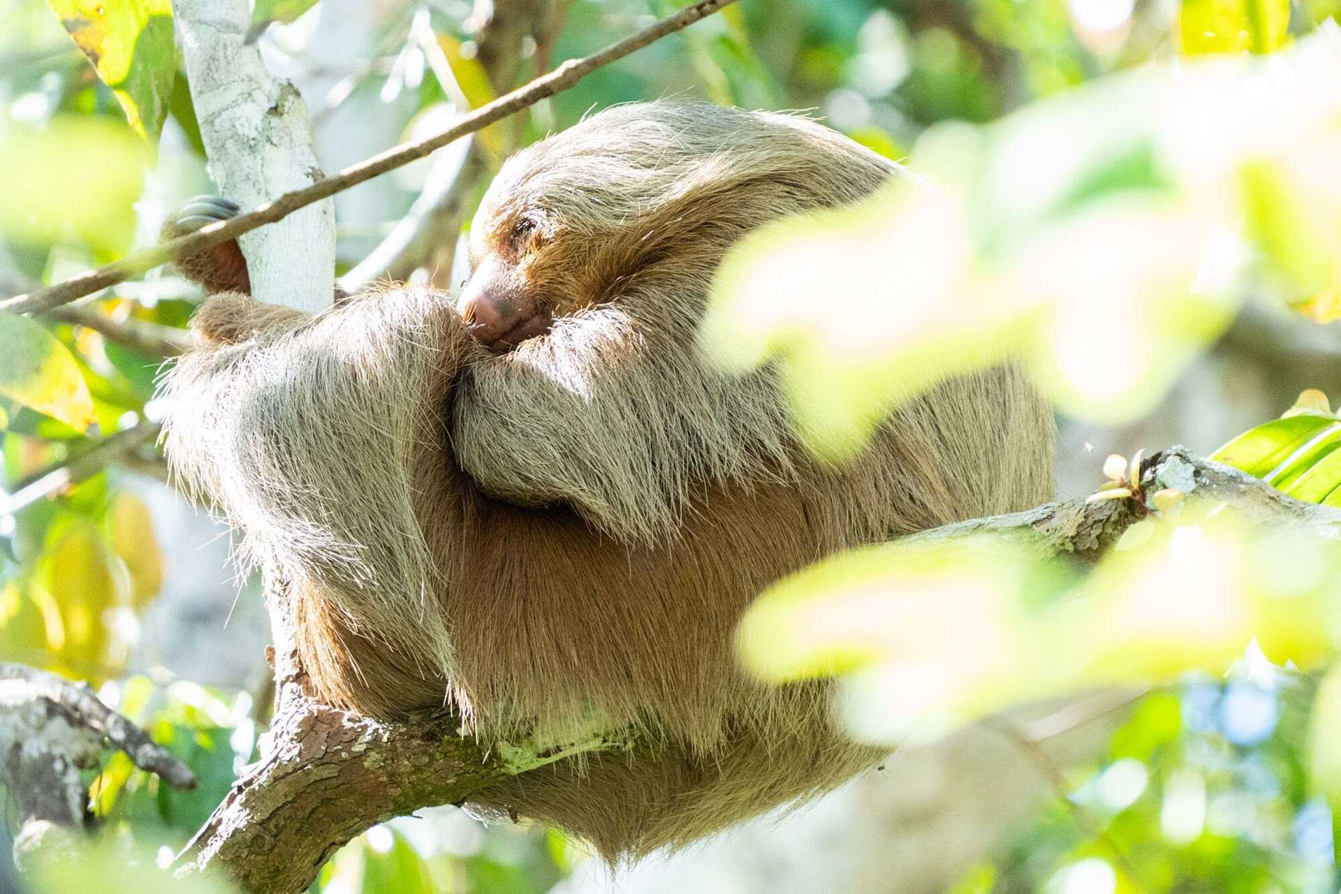 sloth in a tree