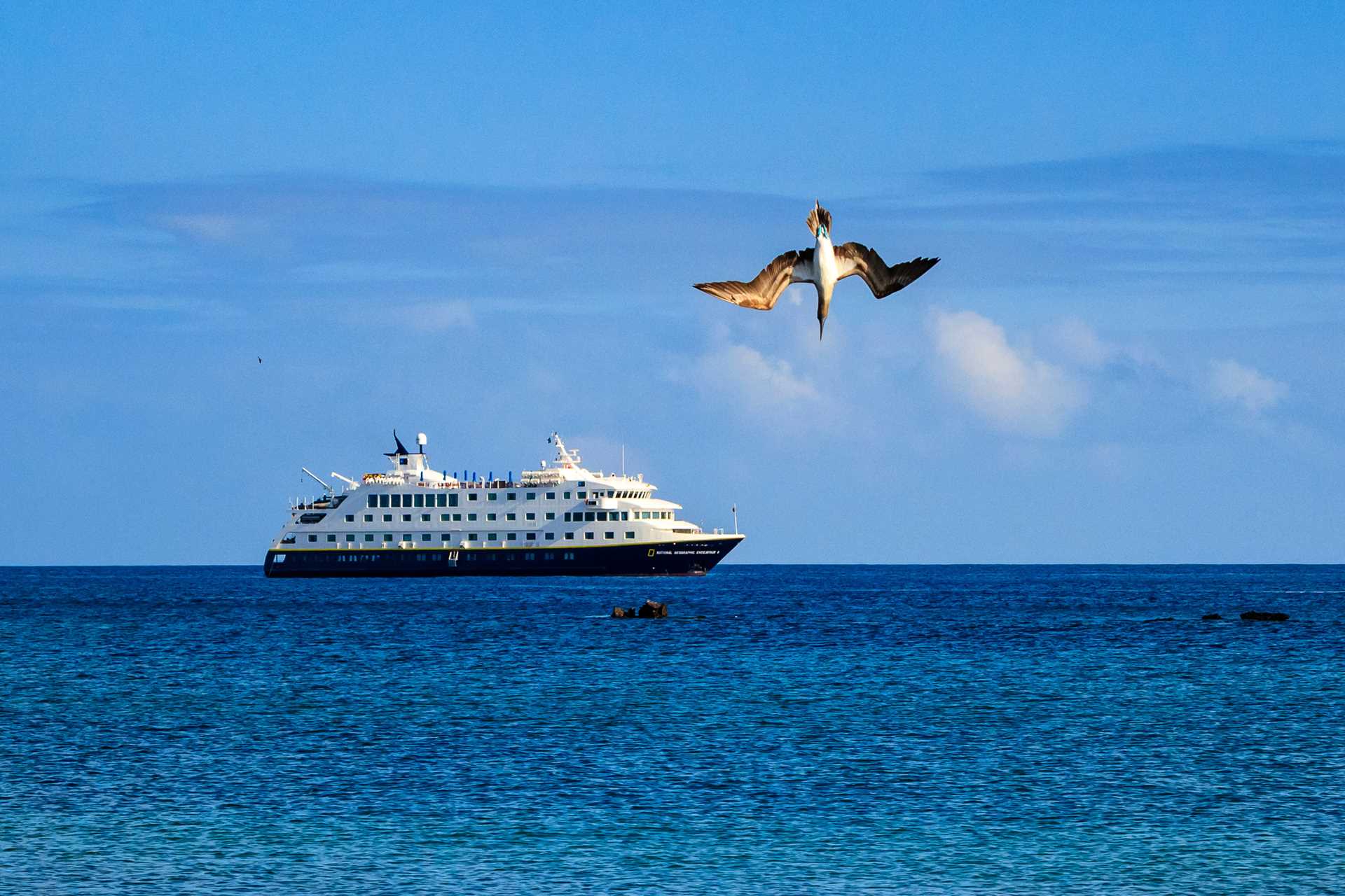 A blue-footed booby dives into the water with the National Geographic Endeavour II in the background, Galápagos.