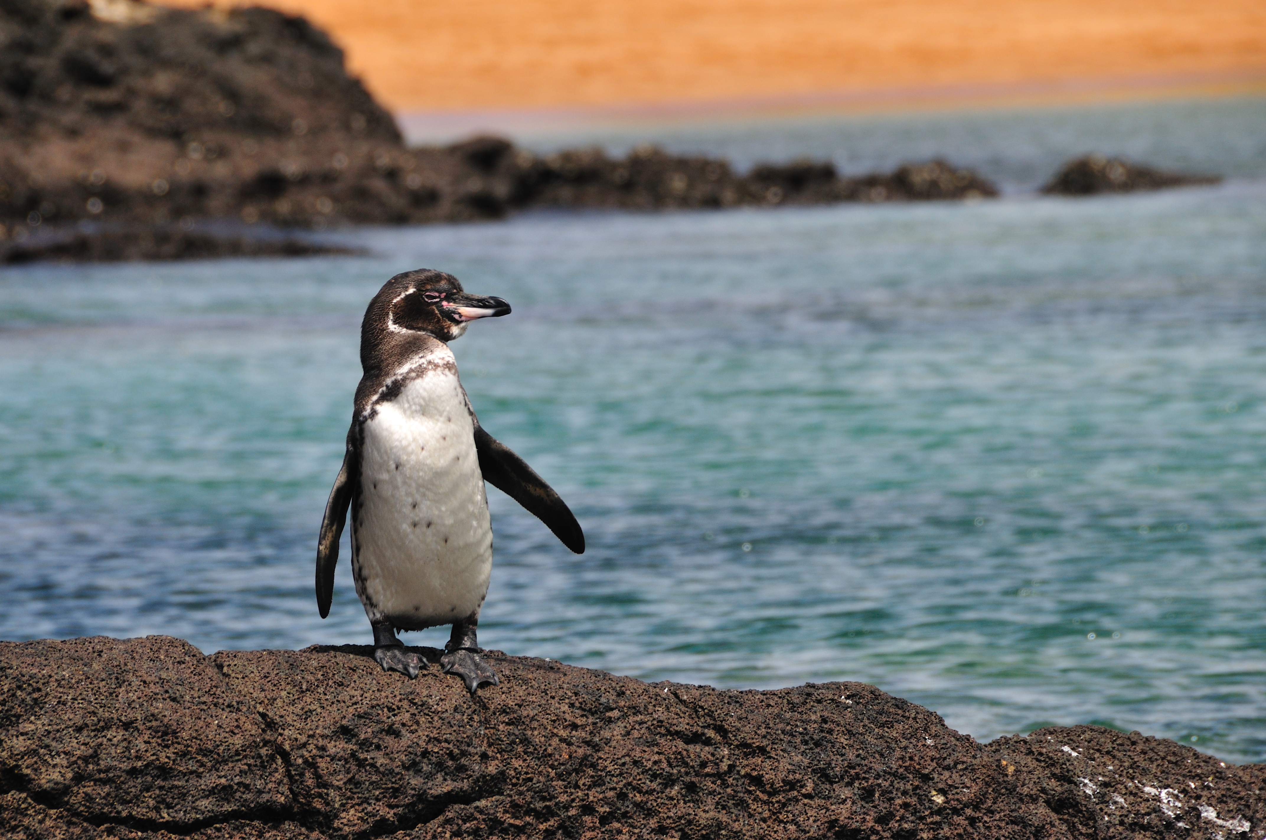 Galapagos Penguin