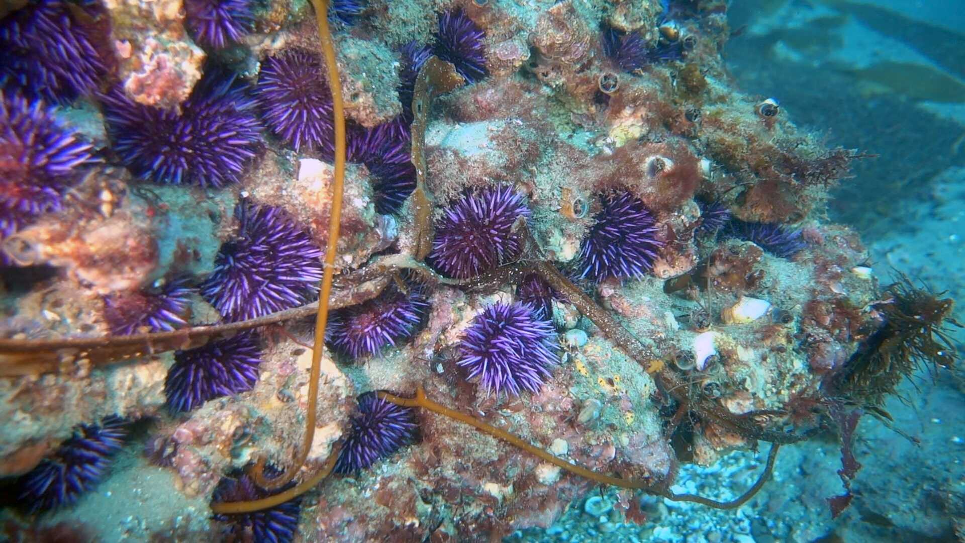 purple sea urchins