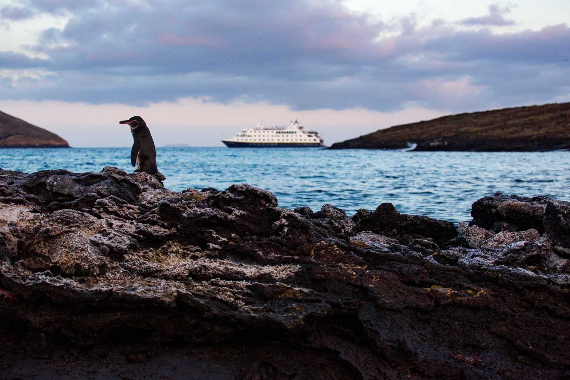 A Galápagos penguin hops along shoreside rocks as the National Geographic Endeavour II sails by in the distance.