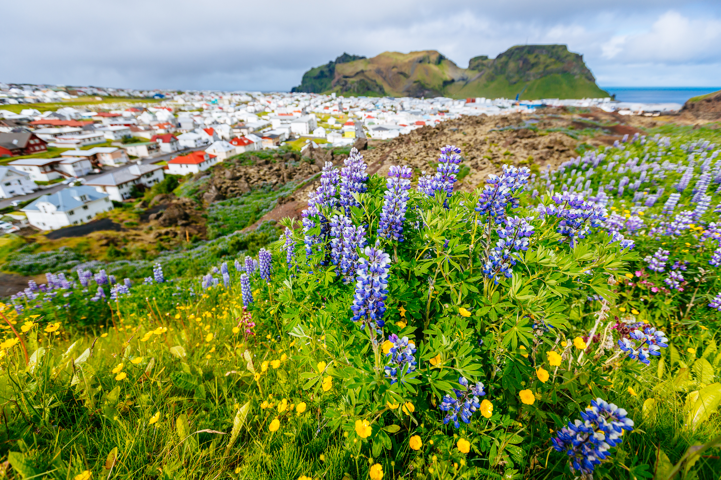 Colorful houses in Westman Islands.jpg