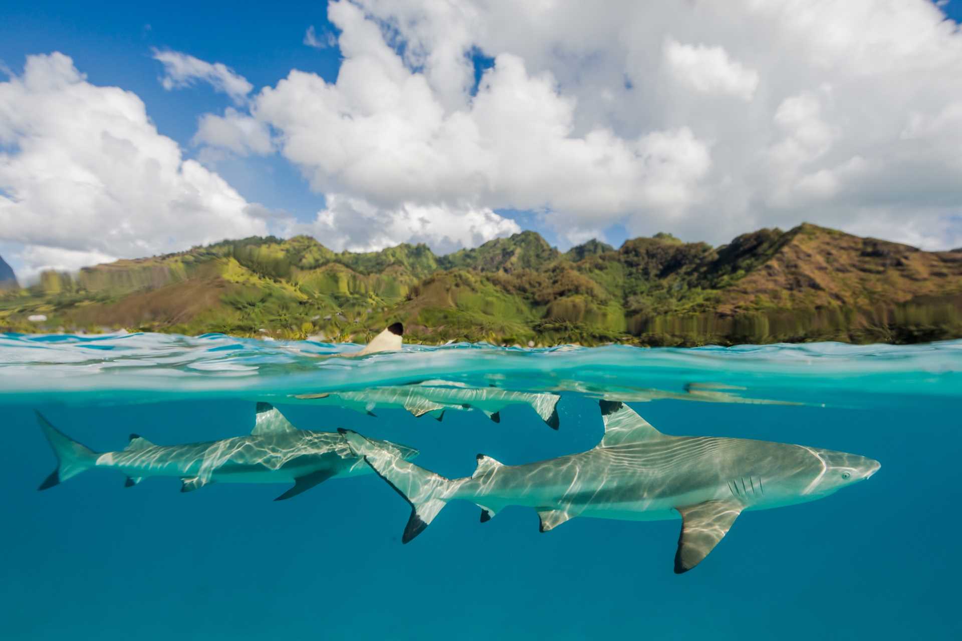 apeacock_frenchpolynesia_220418-42810.jpg