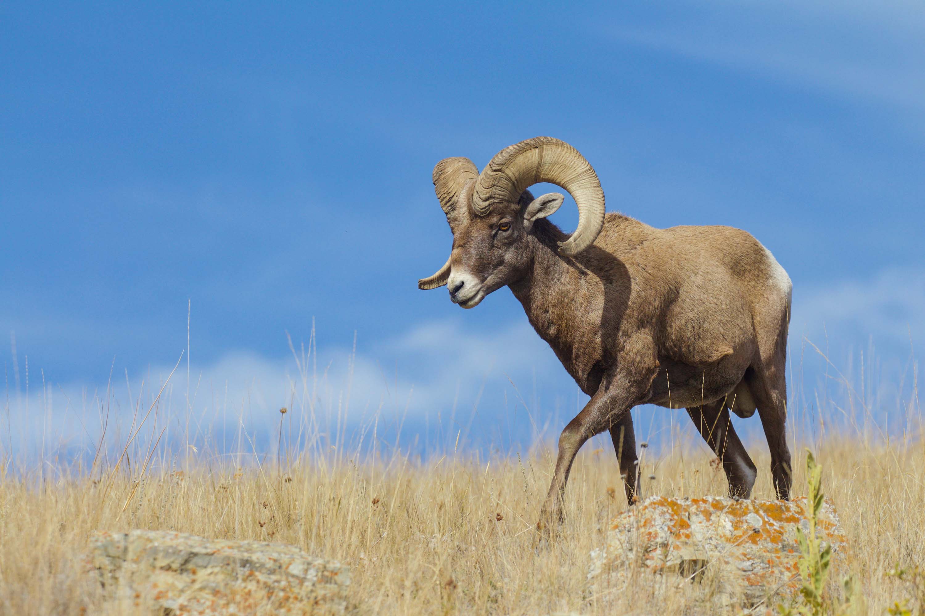 Bighorn Sheep