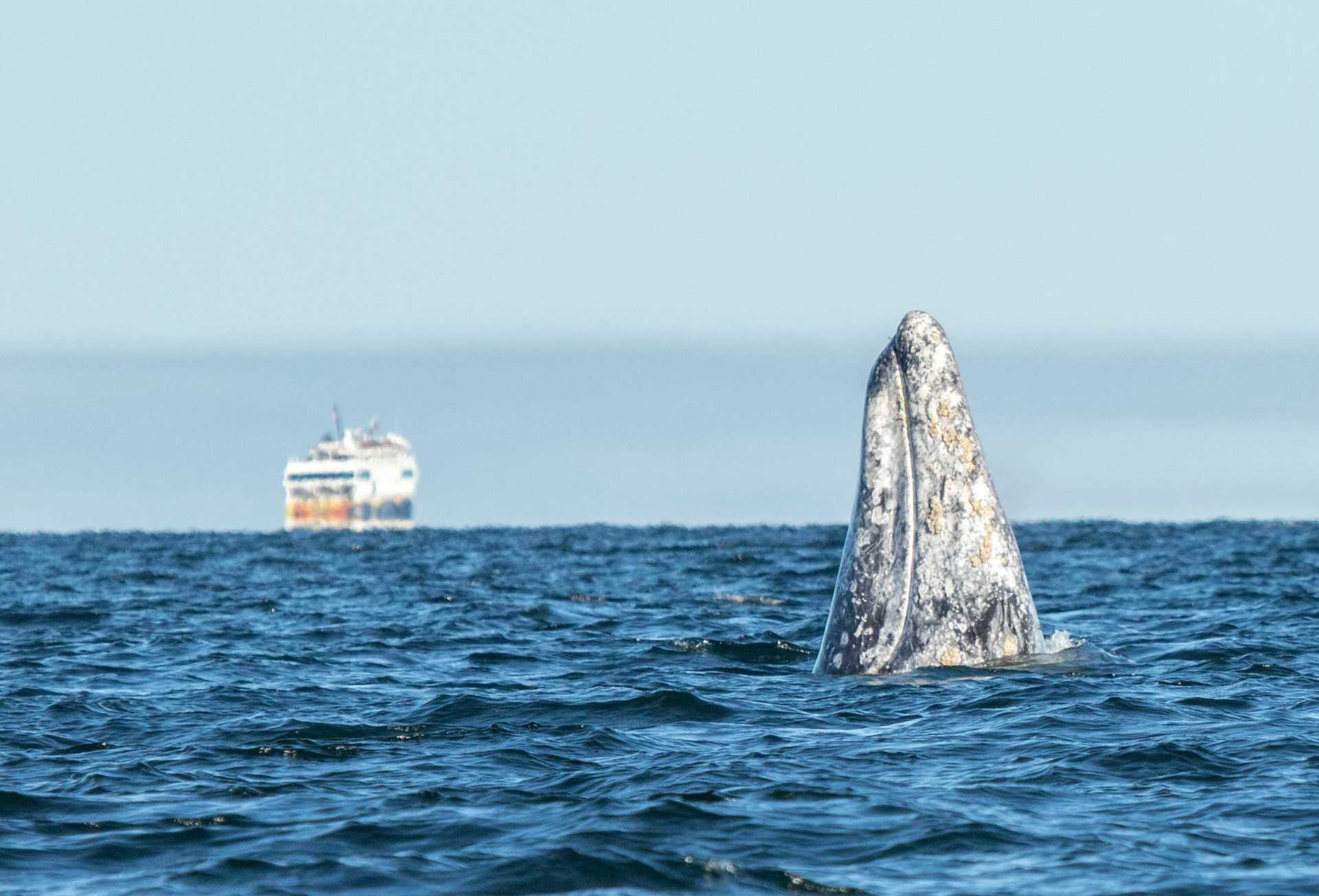 gray whale