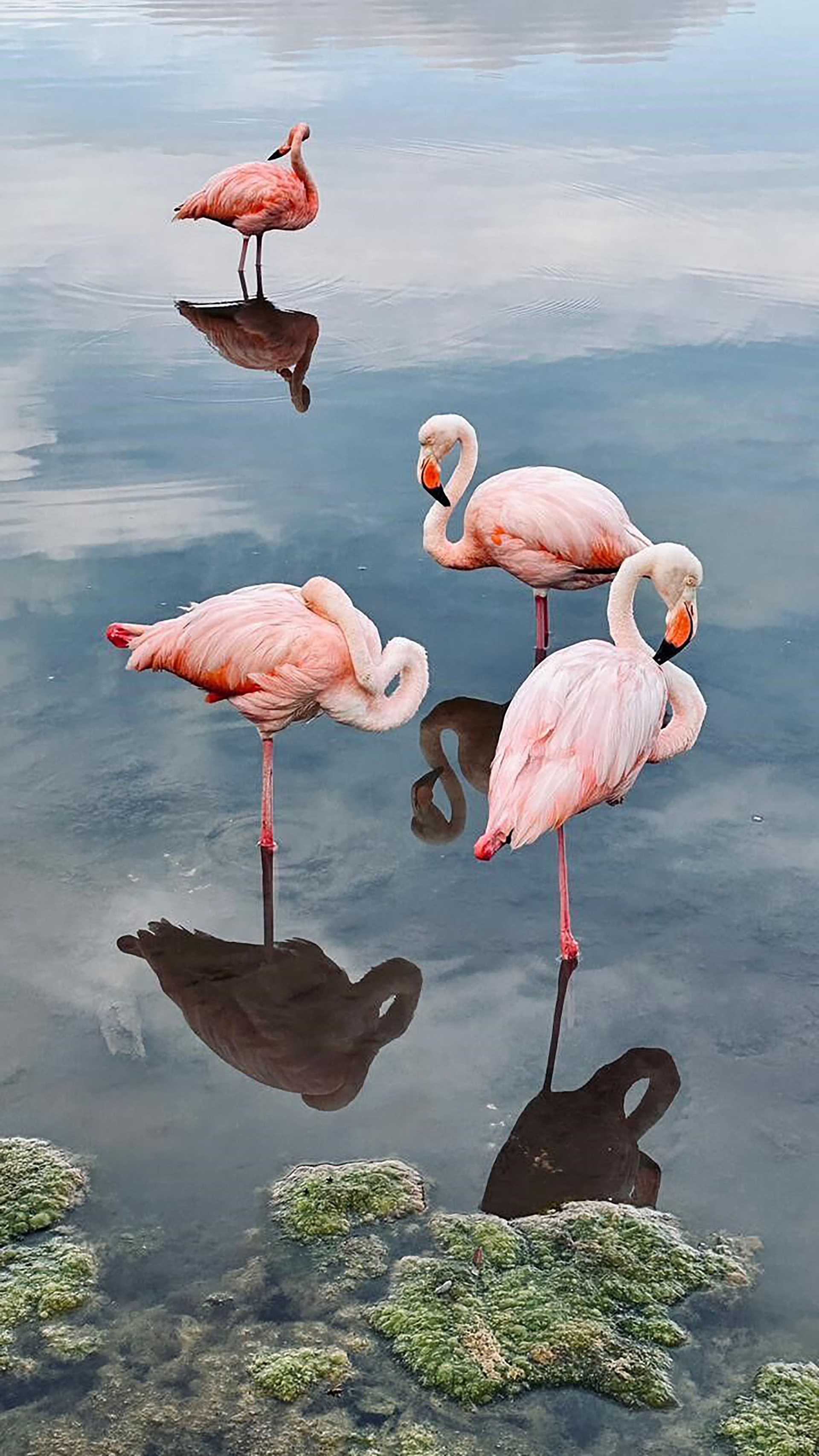 four flamingos