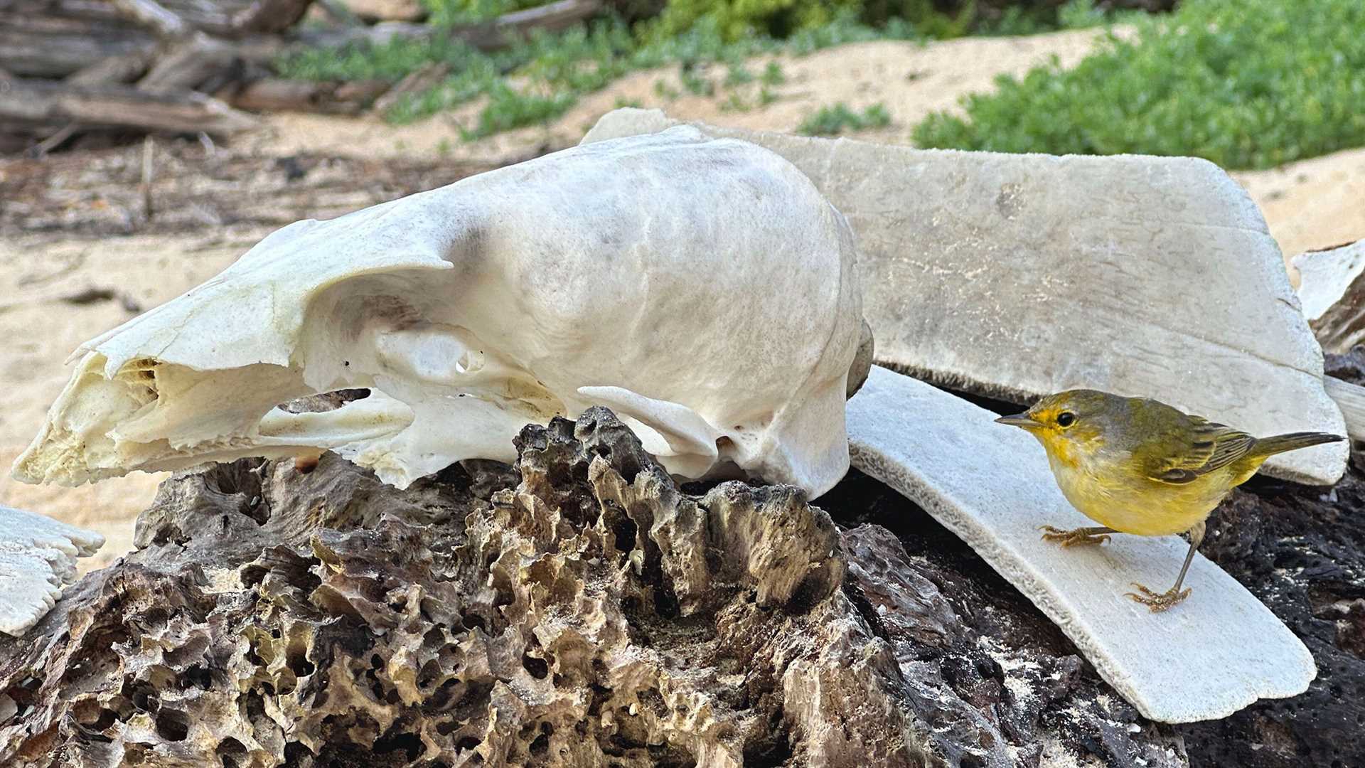 yellow warbler