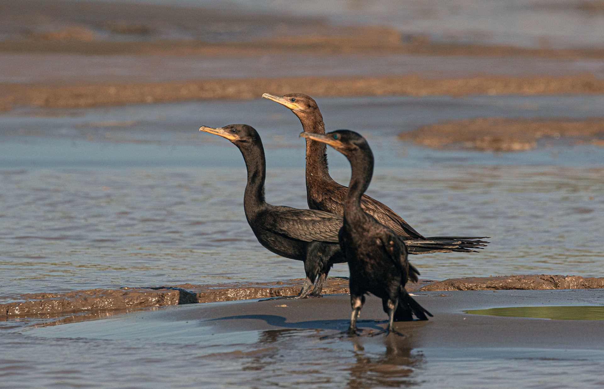 three brown birds with long necks