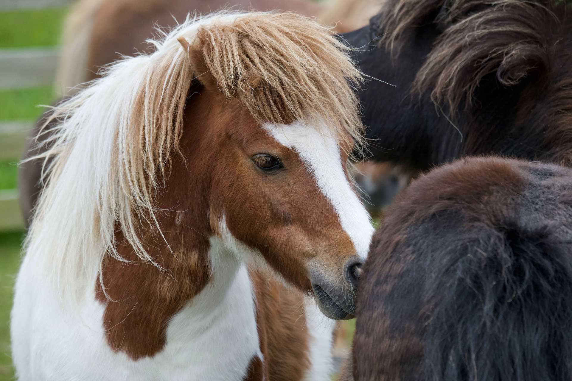 shetland ponies