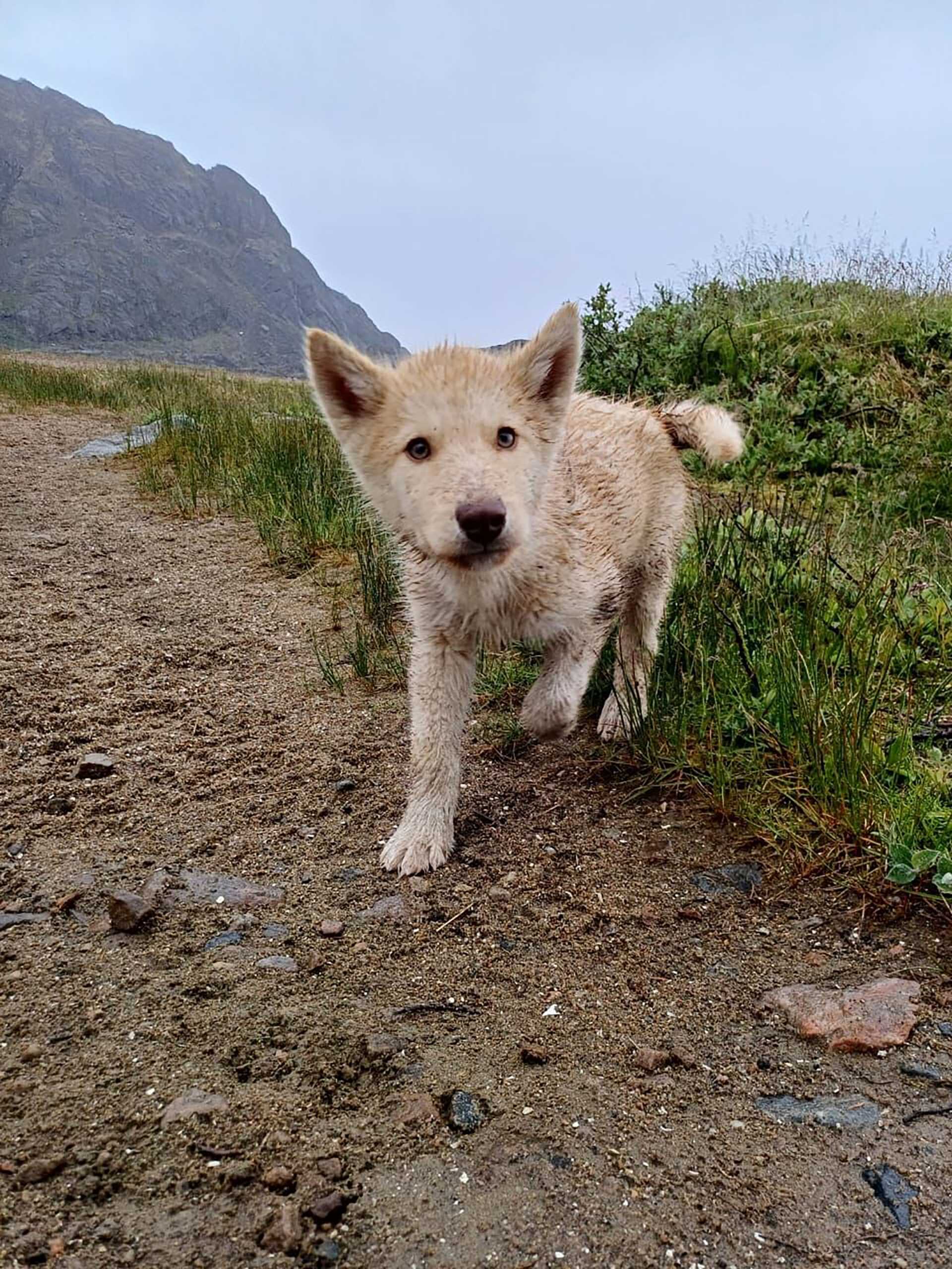 sled dog puppy