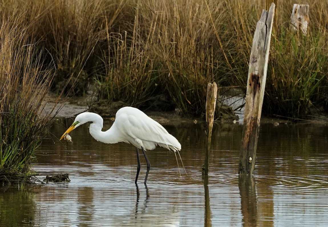 Great heron on Tangier Island.jpg