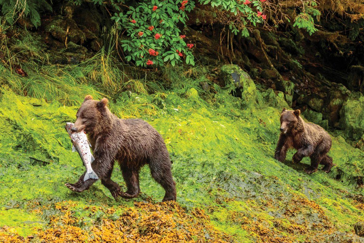 southeast-alaska-bear-salmon-1200x800.jpg