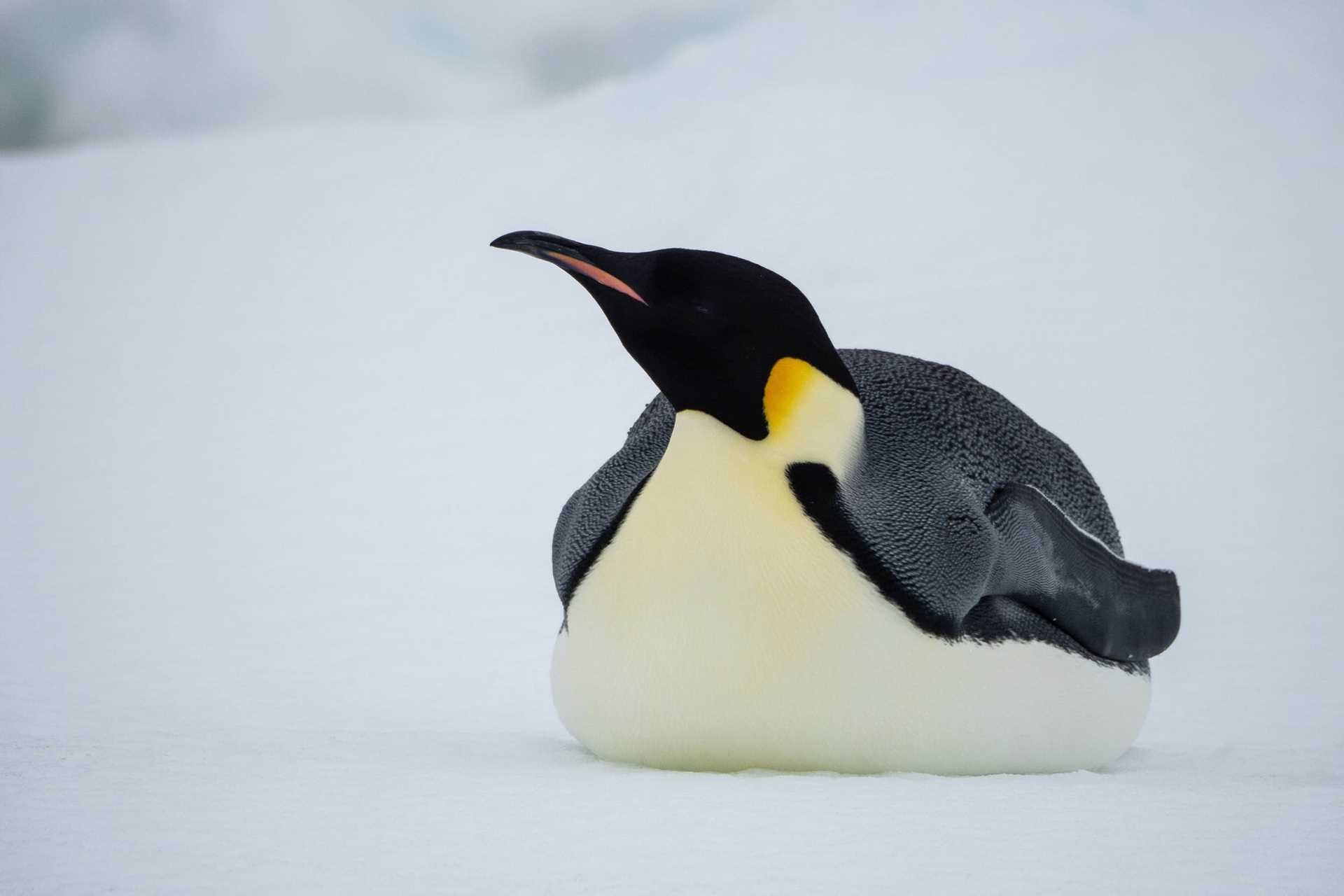 emperor penguin