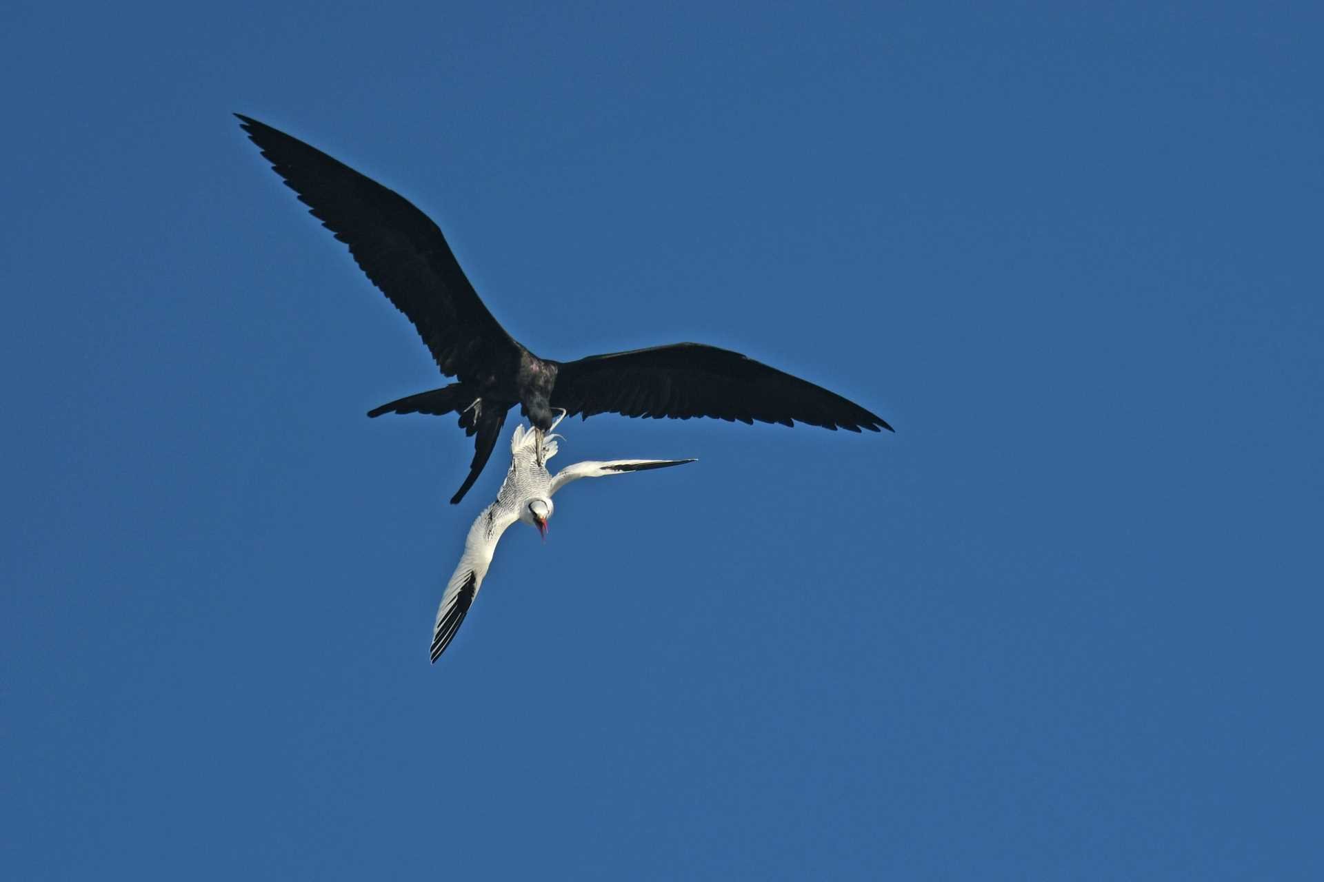 frigatebird stealing from another bird