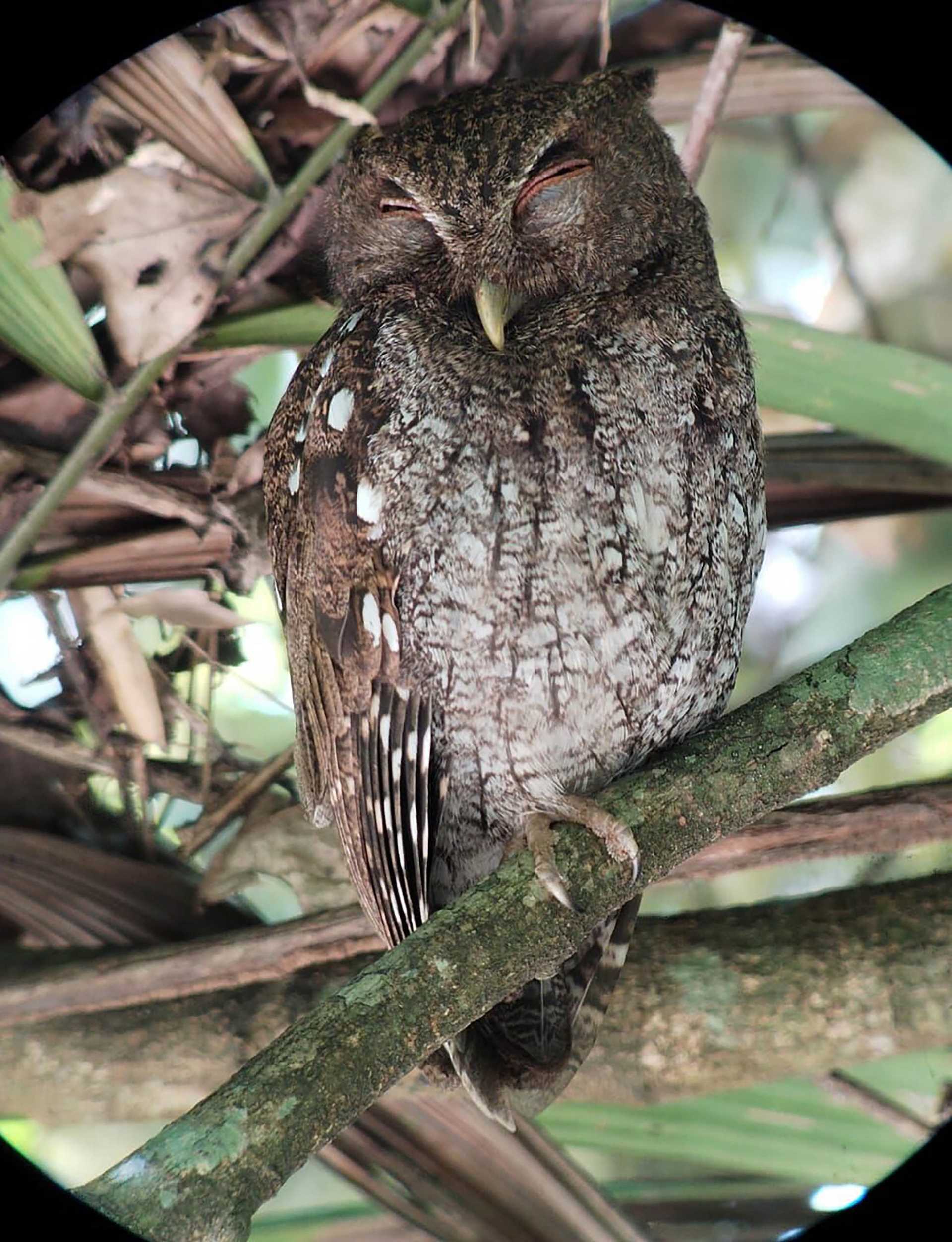 choco owl