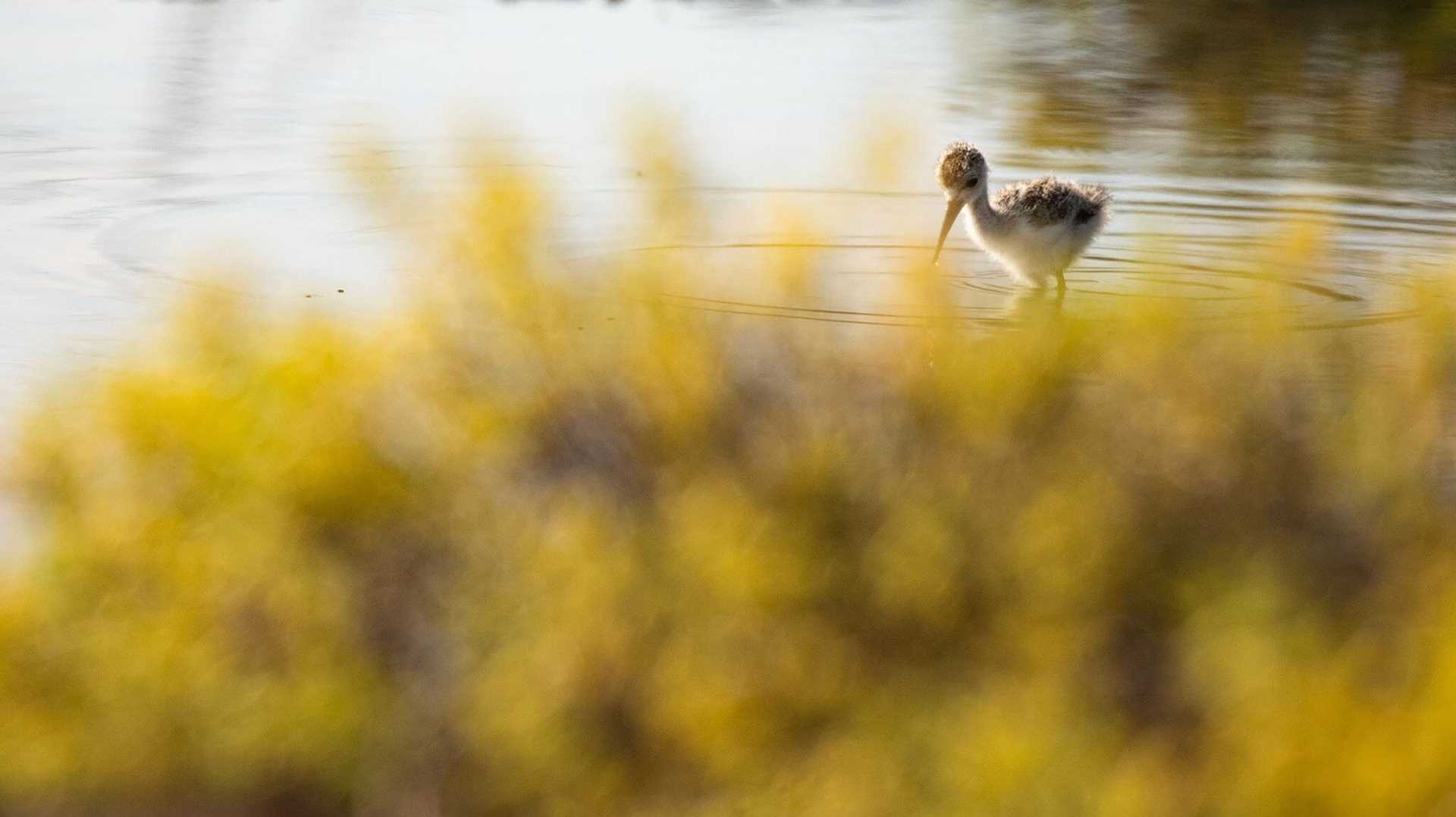 fuzzy baby bird