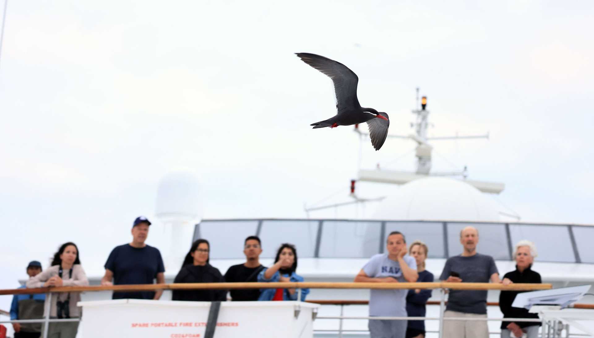 inca tern