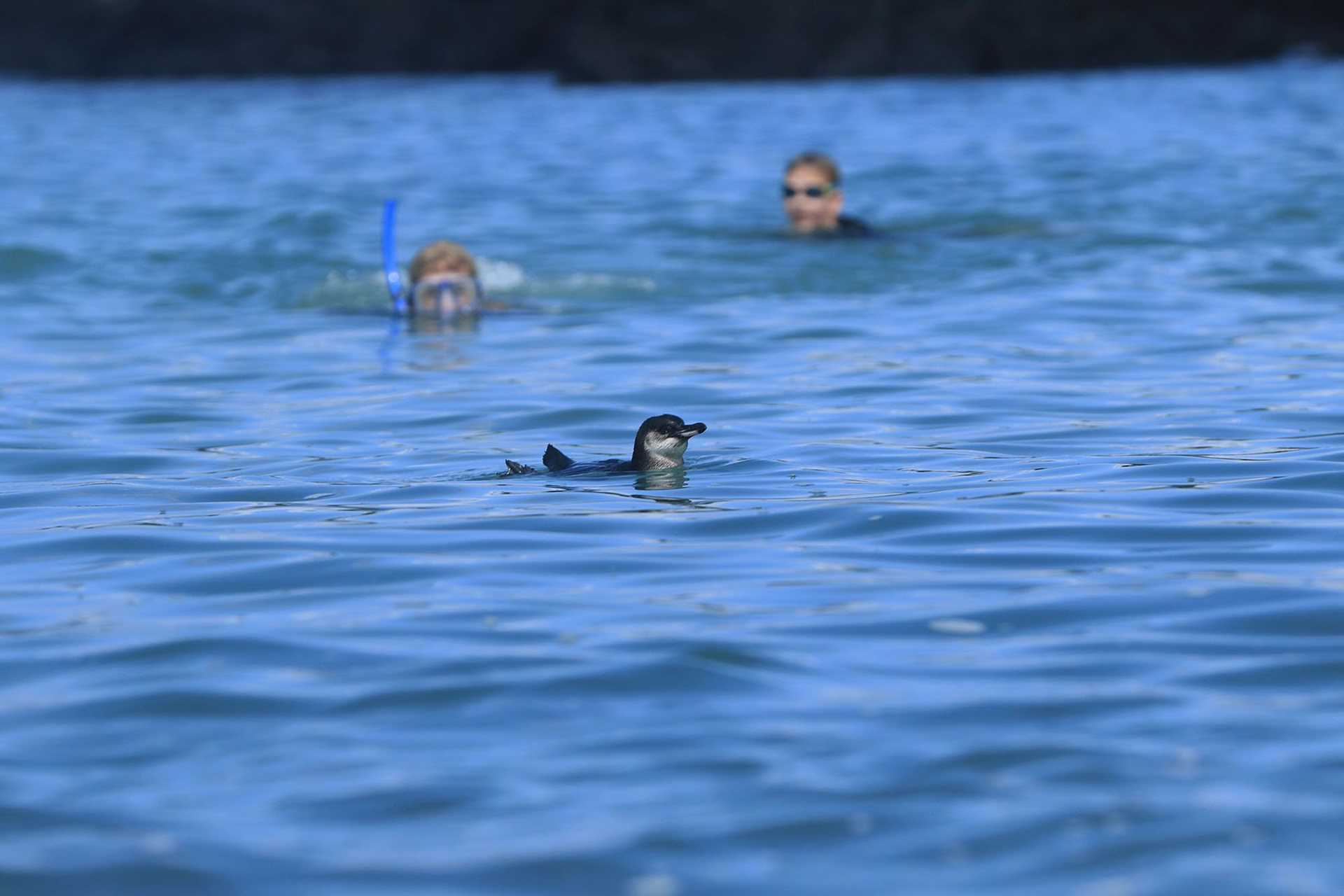 snorkelers and penguin