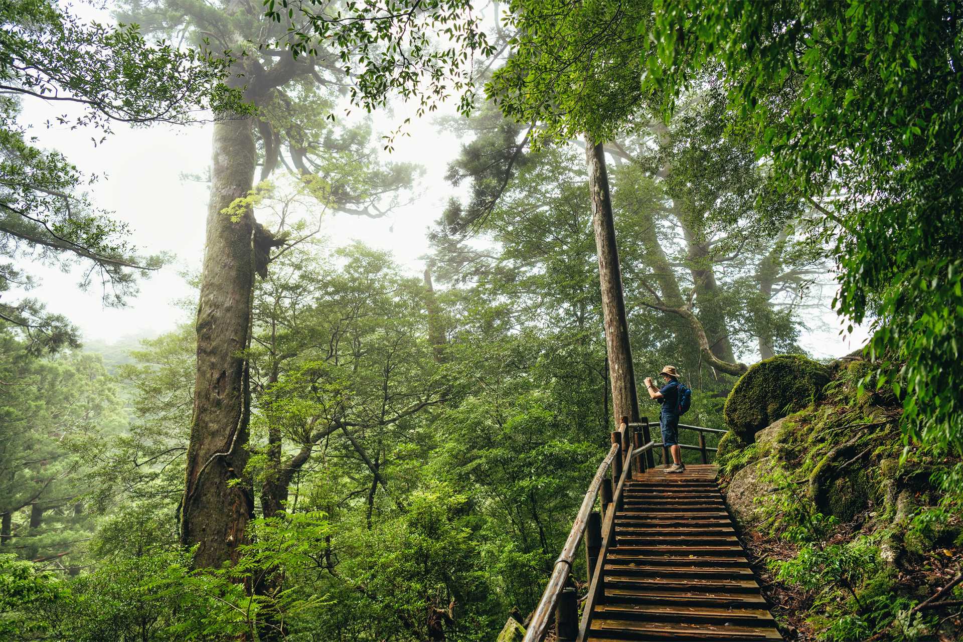 Yakushima Island-372rt.jpg