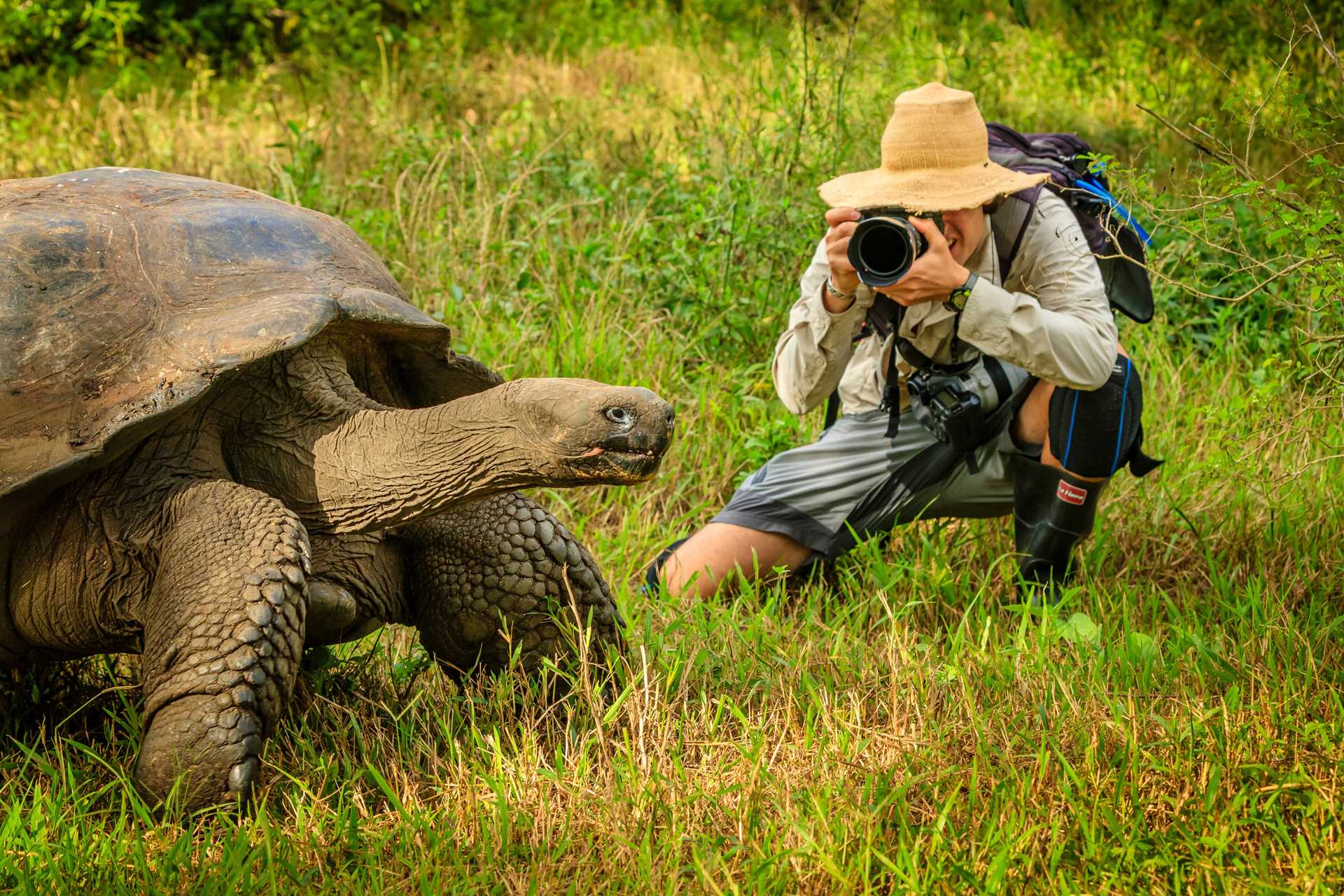 Photographer takes photo of Galápagos giant tortoise on Isabela Island.