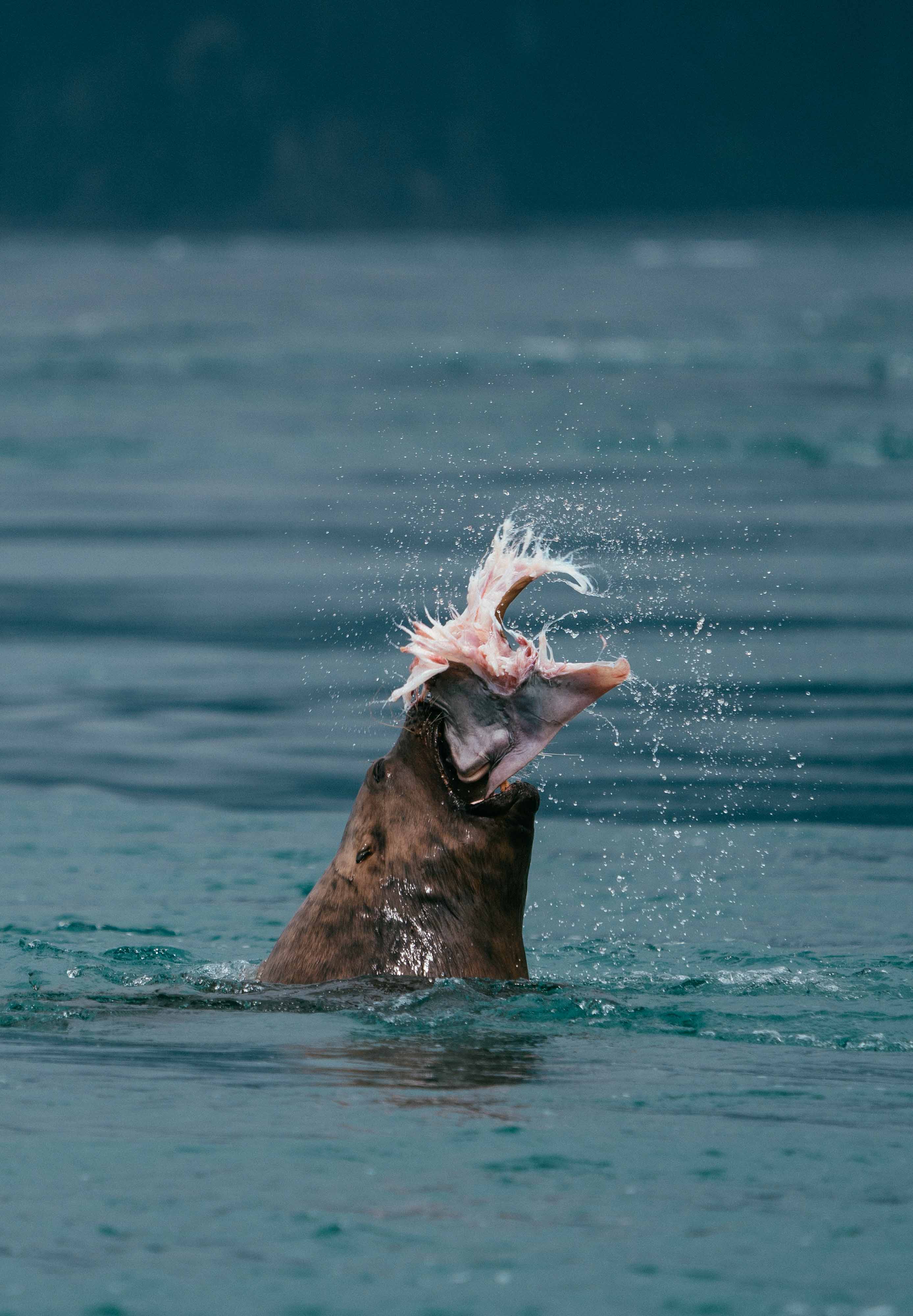 Stellar Sea Lion Alaska.jpg