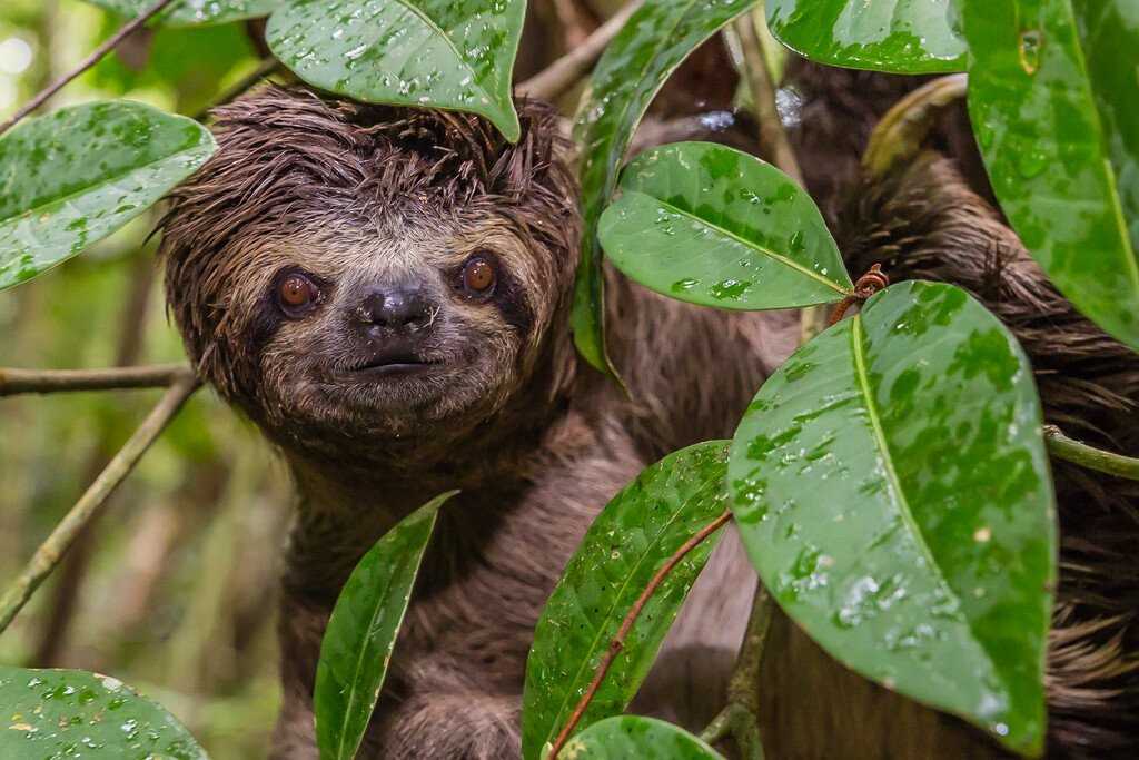 Medium RGB-Lindblad Expeditions-Peru Amazon 05038.jpg