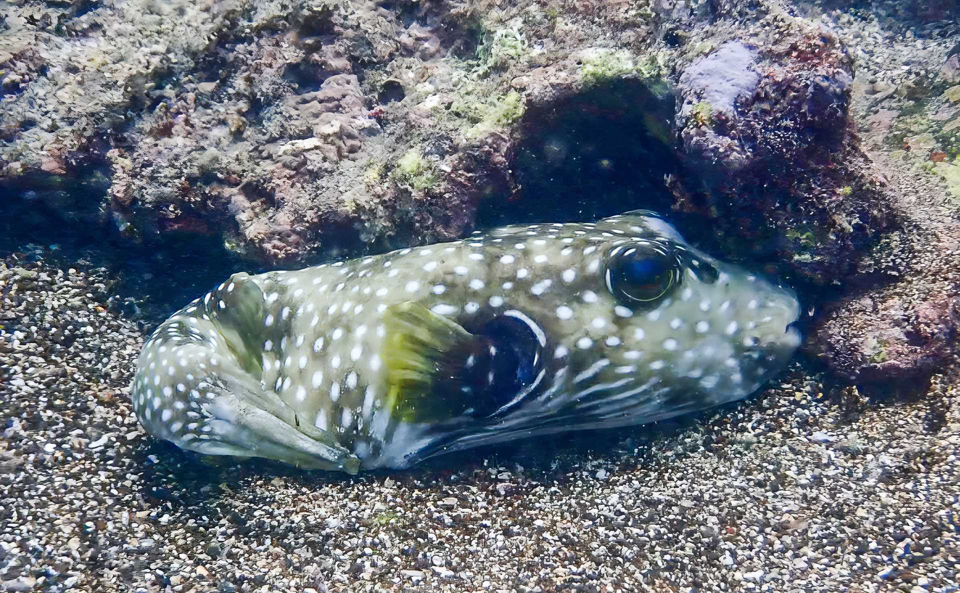 puffer fish