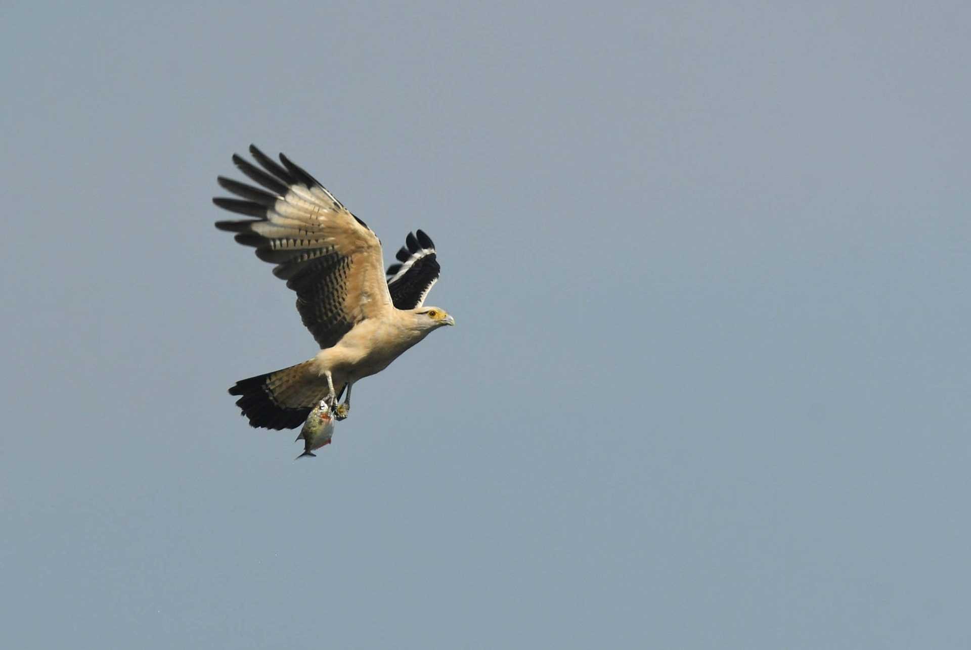 yellow-headed caracara