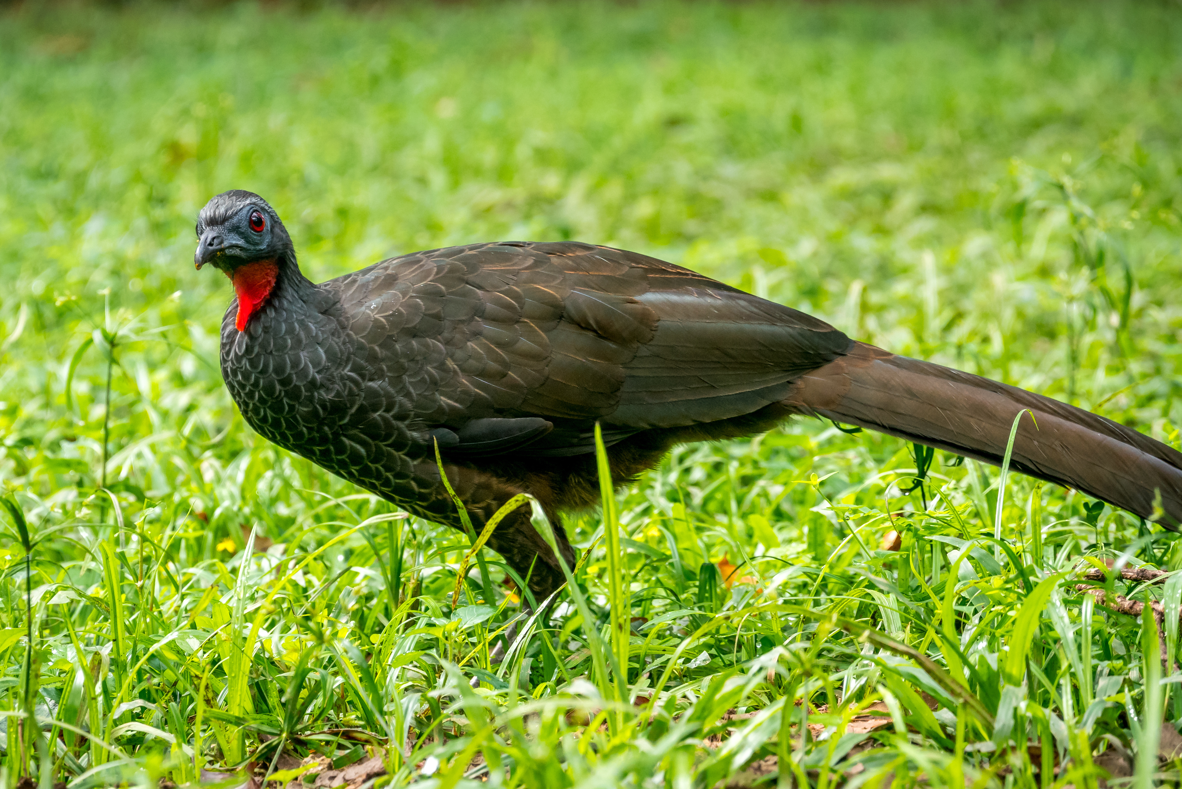 Jacu (typical guan jacquacu) birds 