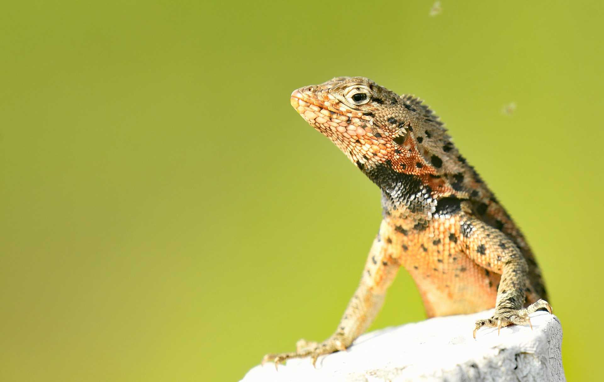 lava lizard