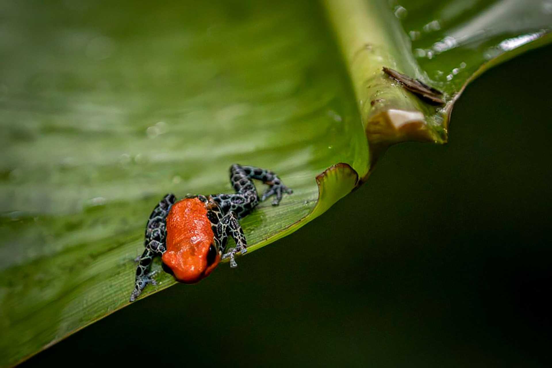 a bright red frog on a green leaf