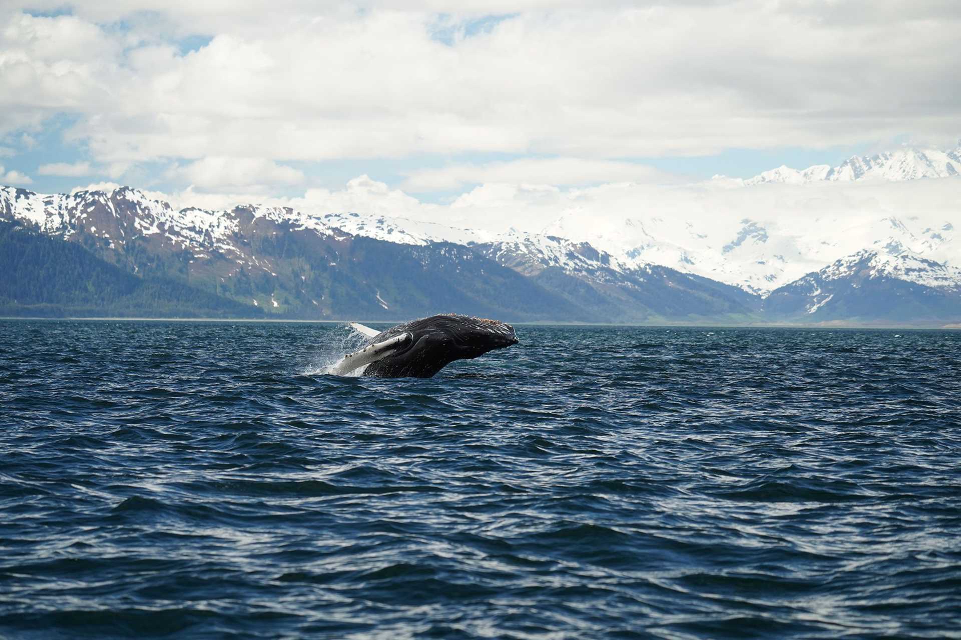 humpback whale