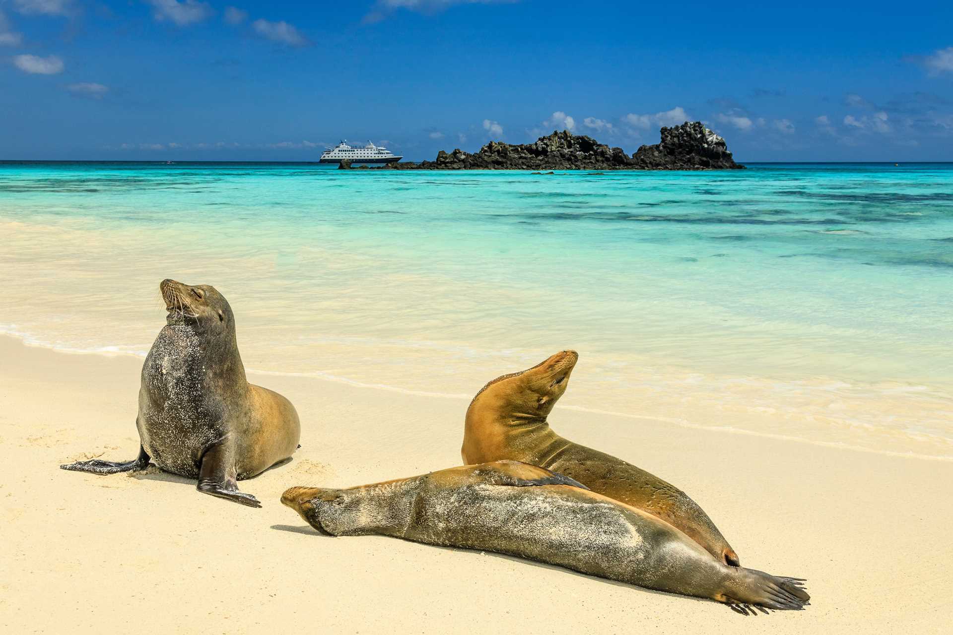 Three Galápagos sea lions lounge on the shores of Española Island, Galápagos.