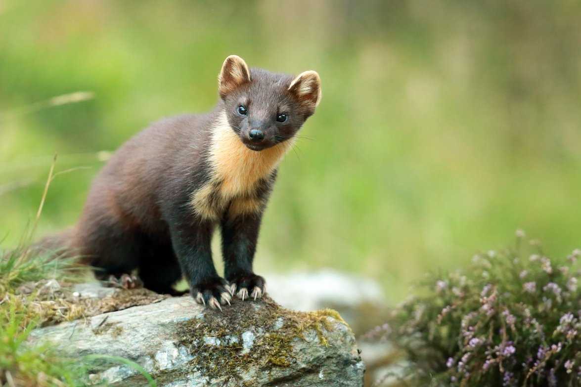 Pine marten in Scotland.jpg