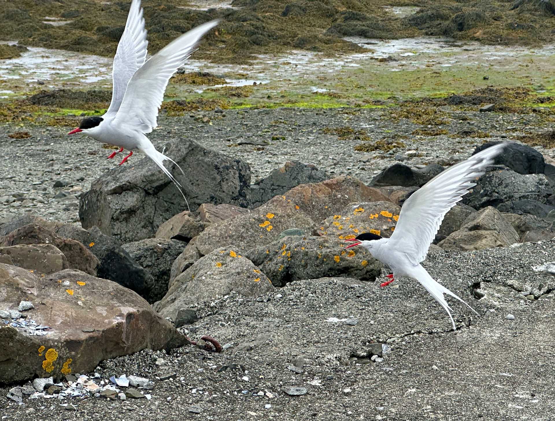 two black and white birds