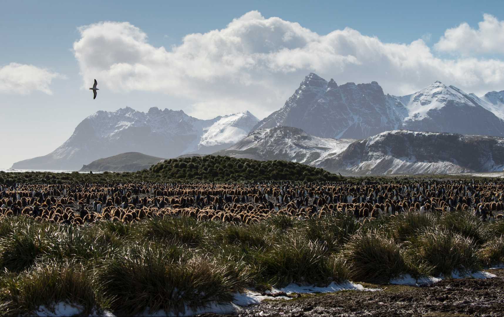 King penguins at Salisbury plain.png