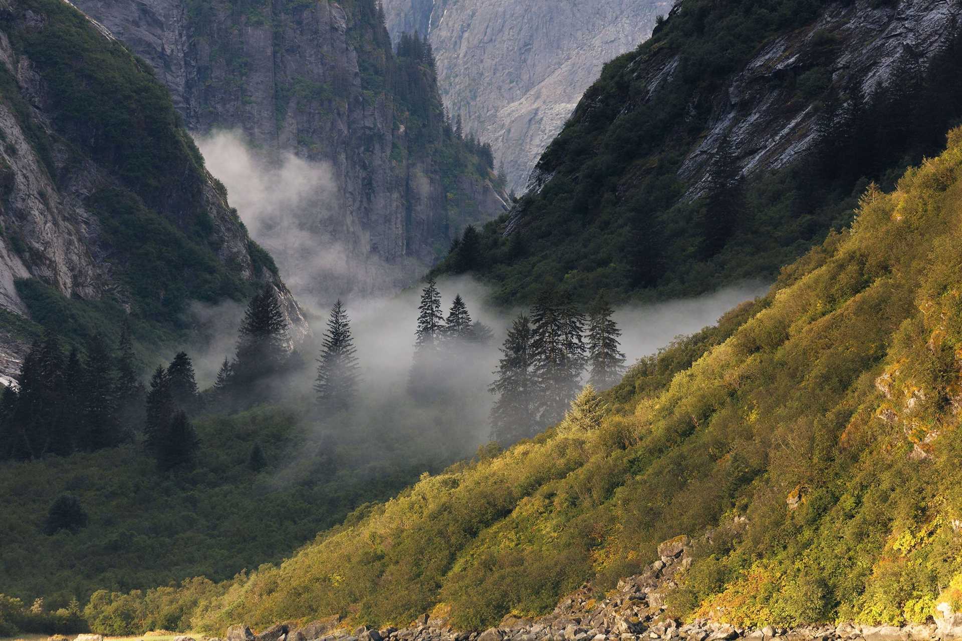 yellow spruce foliage against a mountainous backdrop