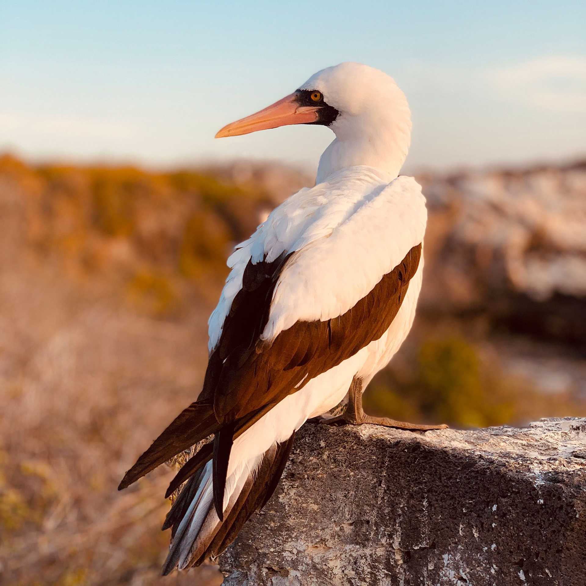 nazca booby