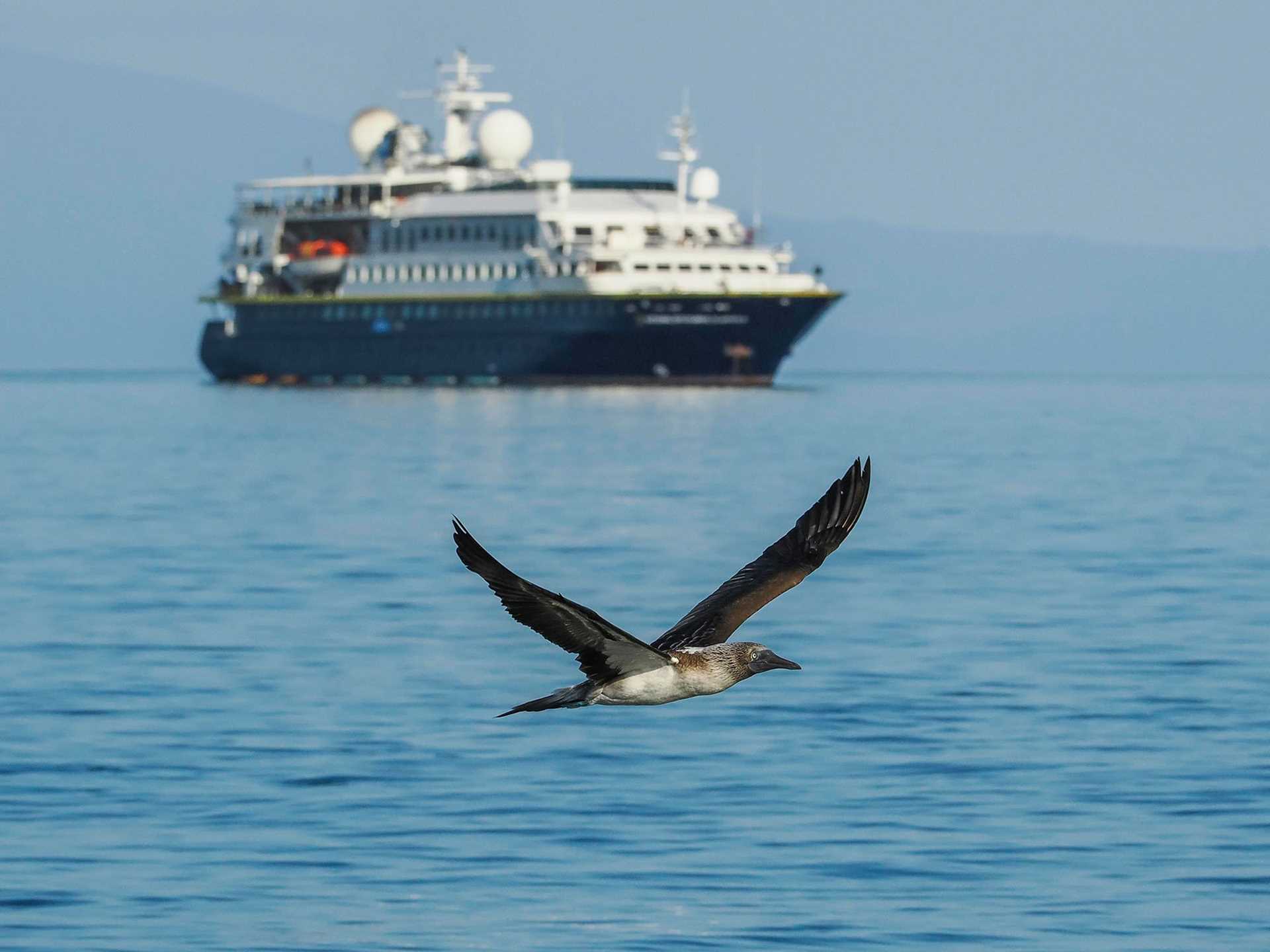 blue-footed booby in flight with ship in background