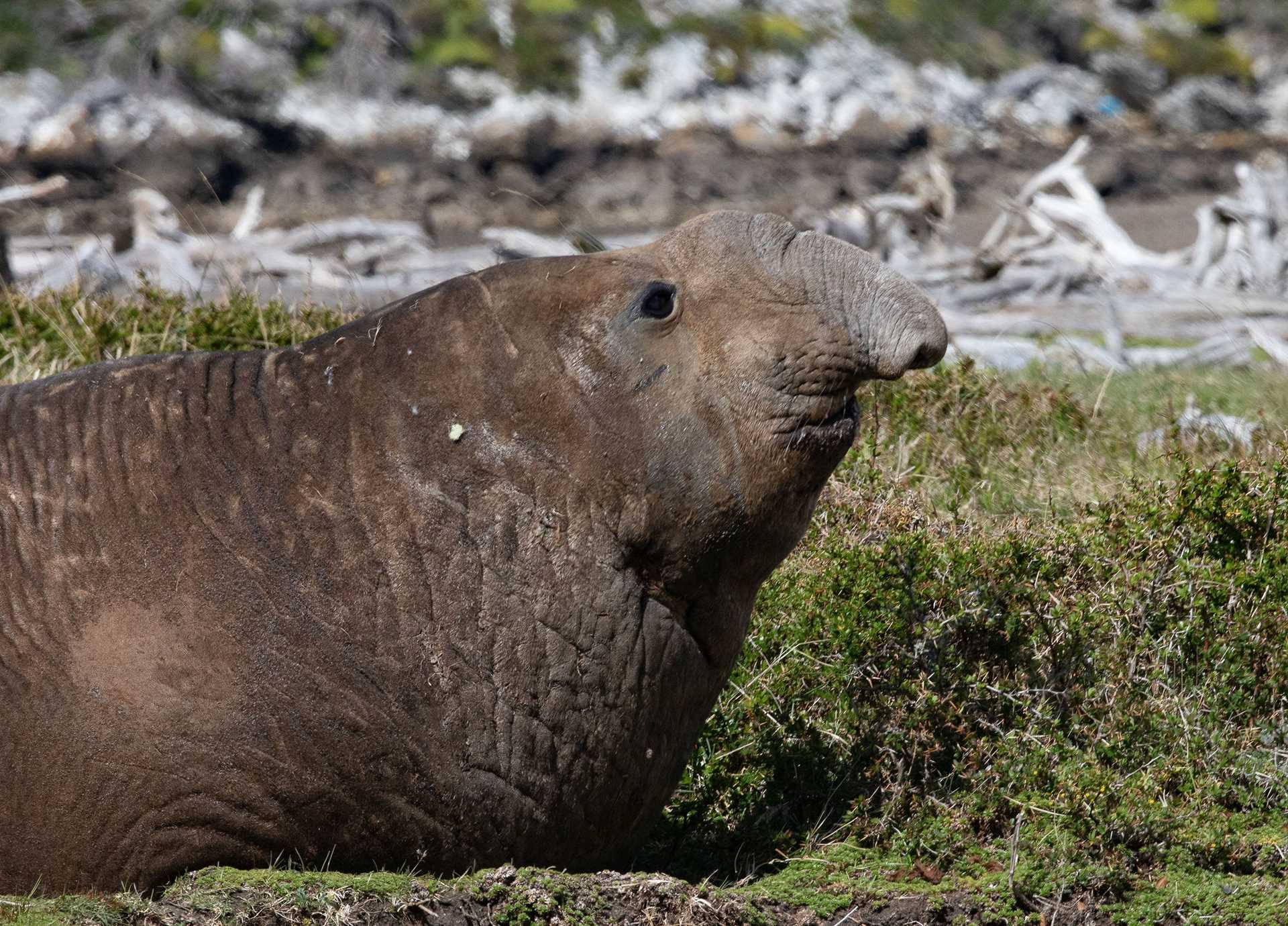 elephant seal