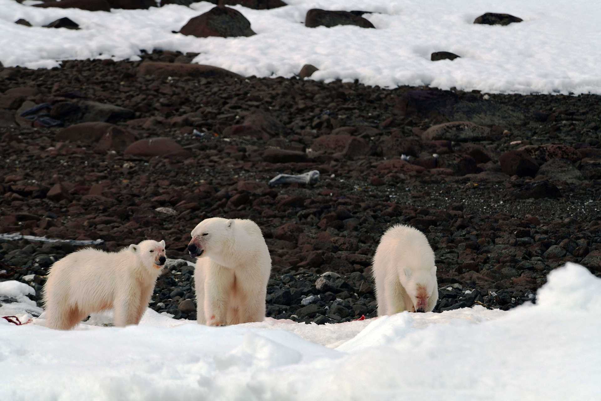 polar bears