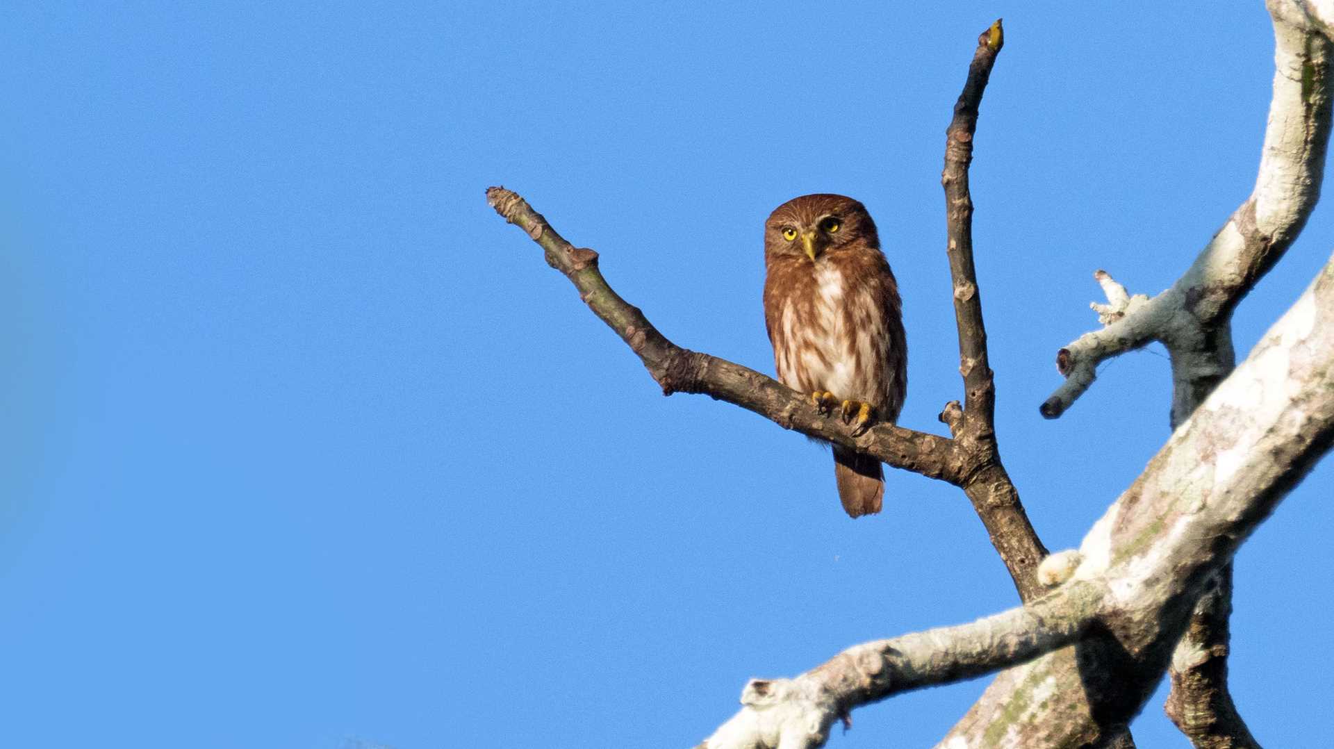 pygmy owl