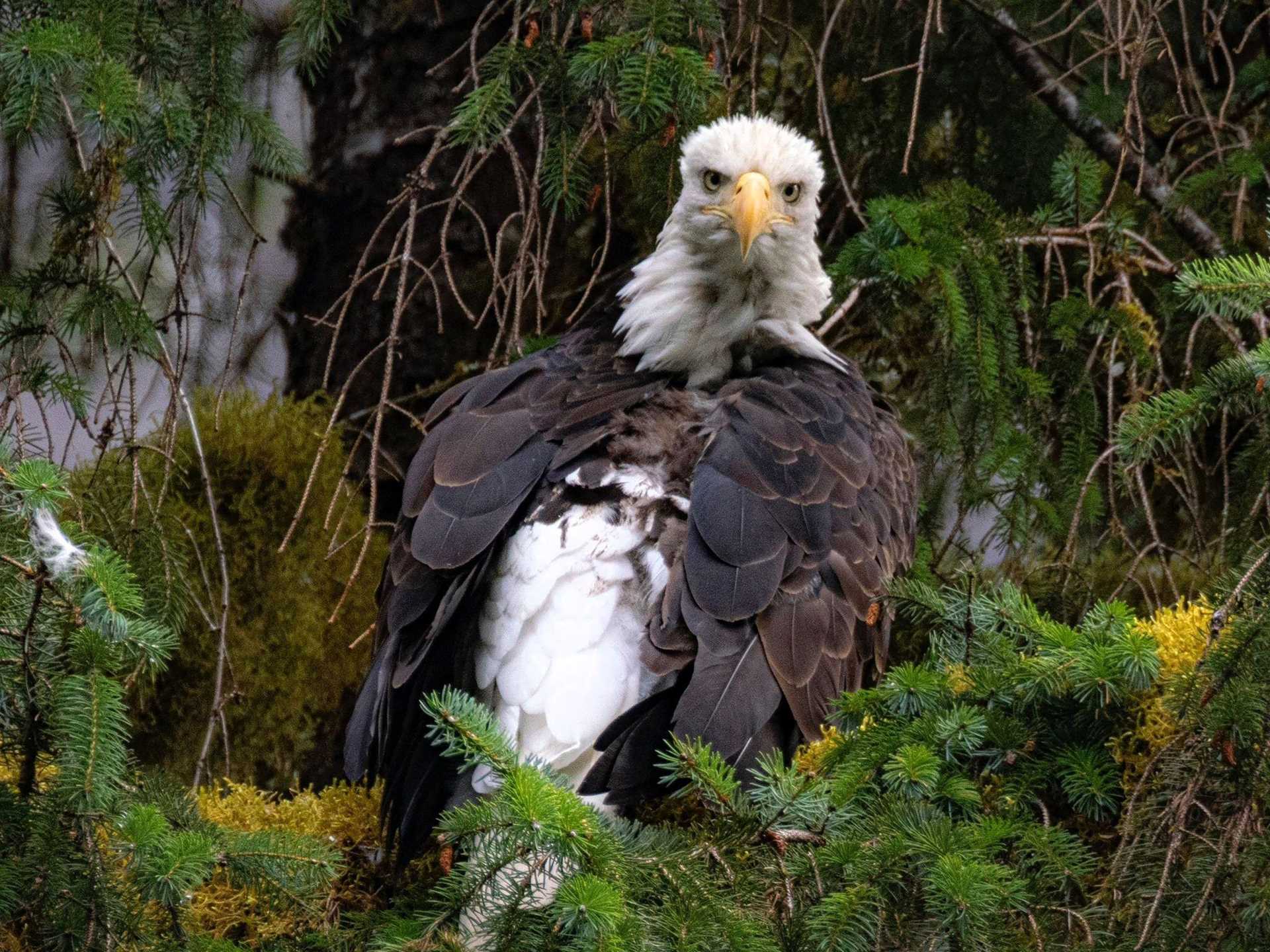 bald eagle