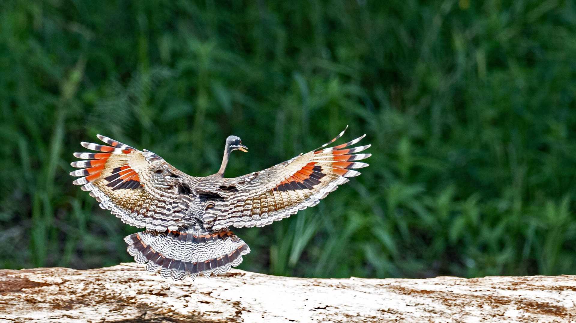 orange and white bird in flight