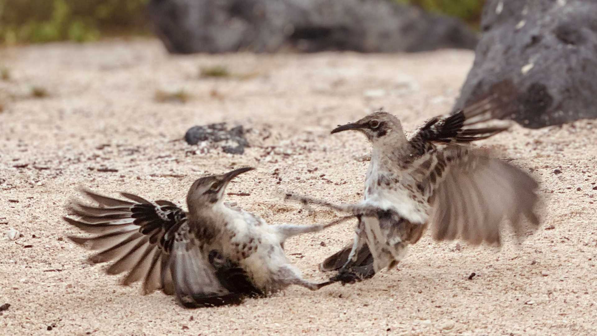 Espanola mockingbirds