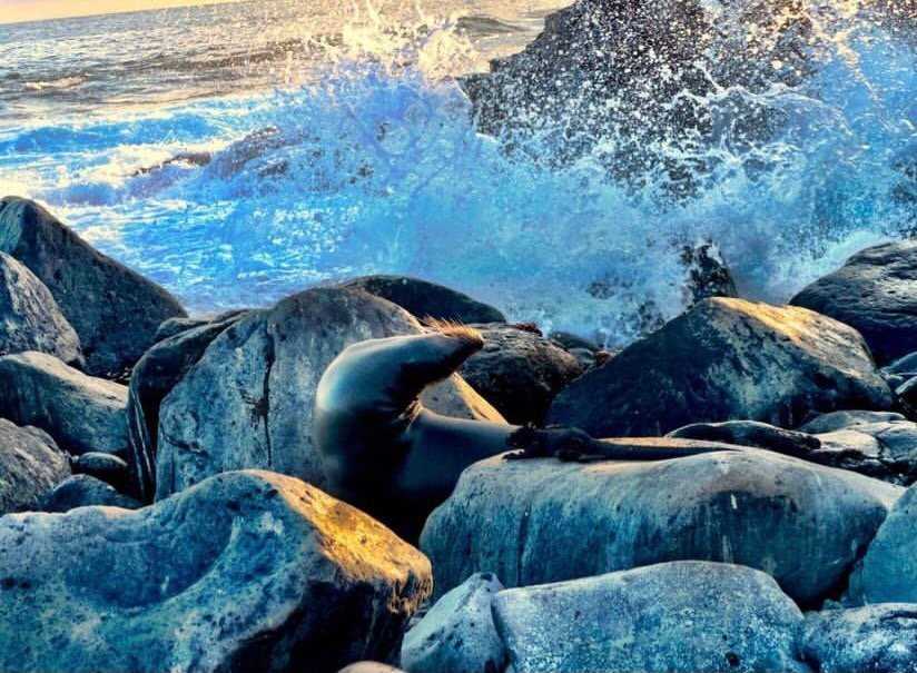 Sea Lion Pablo Barrera