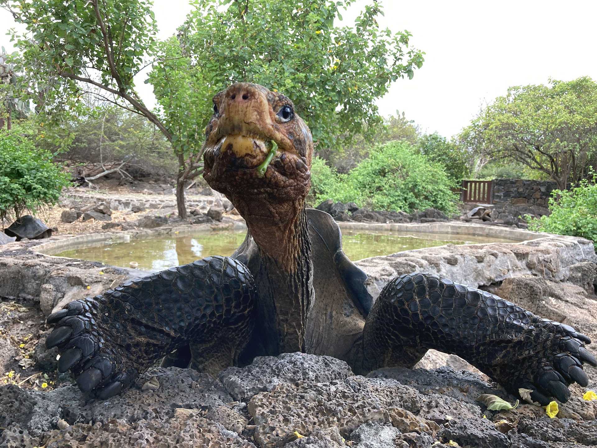 galapagos giant tortoise