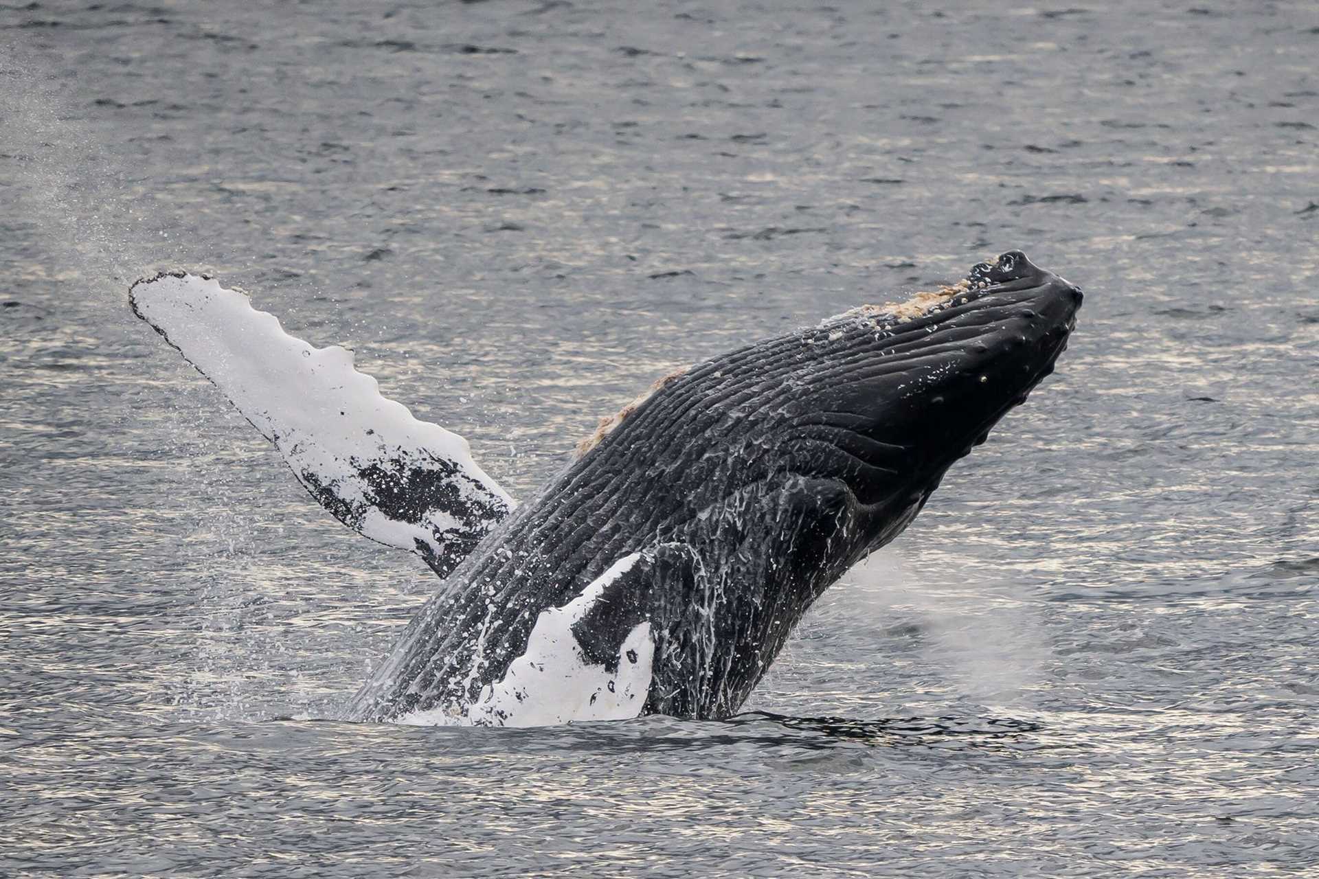 breaching humpback whale