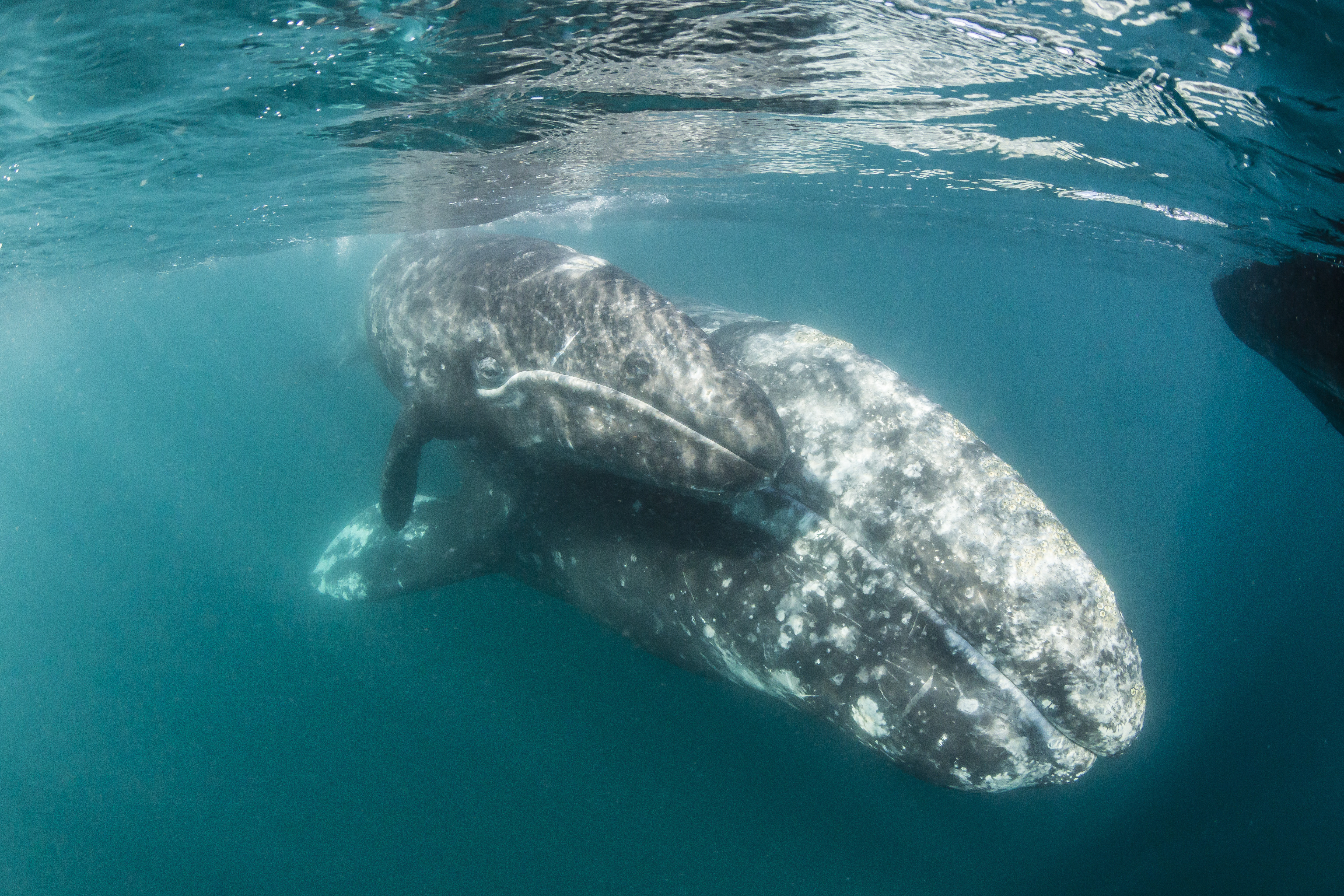 California gray whale, Eschrichtius robustus, mother and calf underwater in San Ignacio Lagoon, Baja California Sur, Mexico